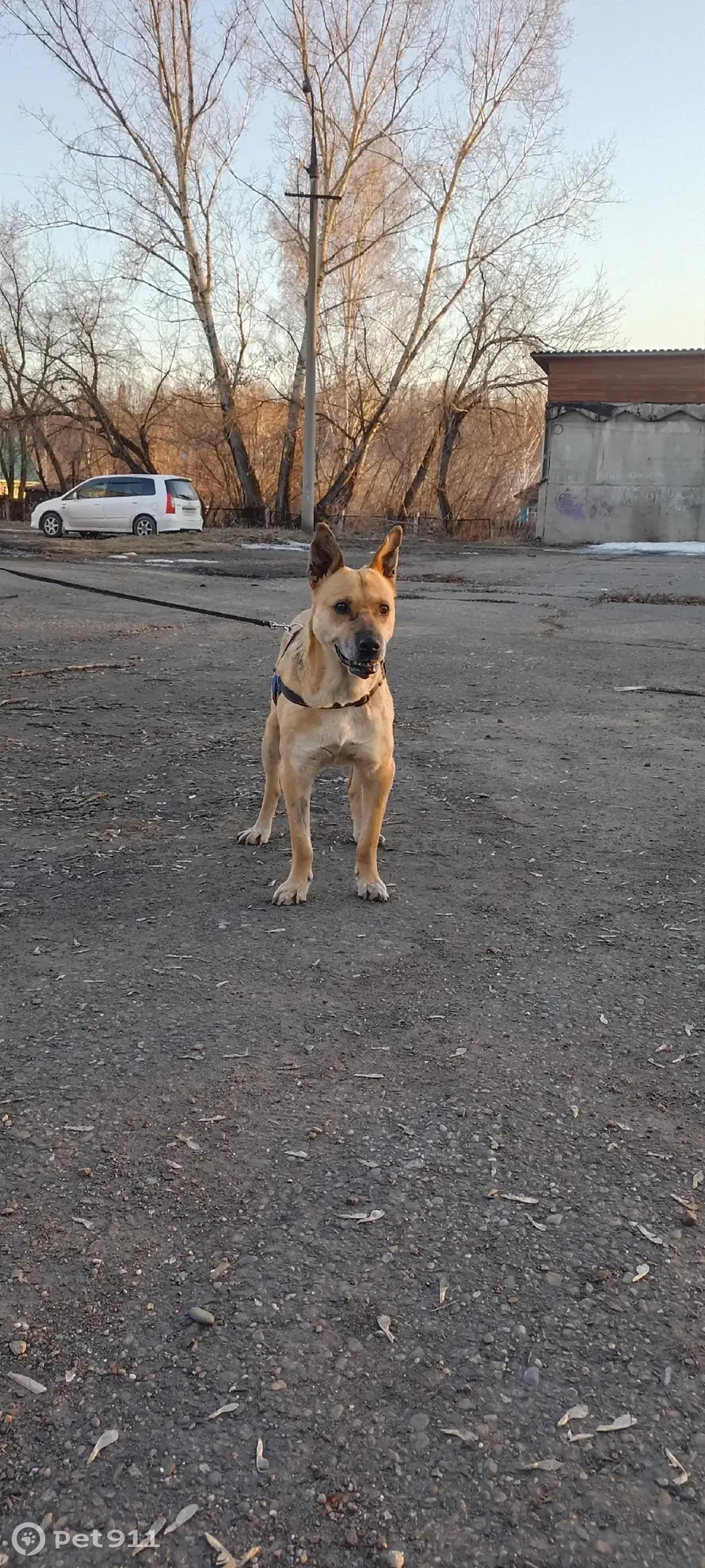 Найдена собака Берта в Новокузнецке, ищет дом 🐶💓 | Pet911.ru