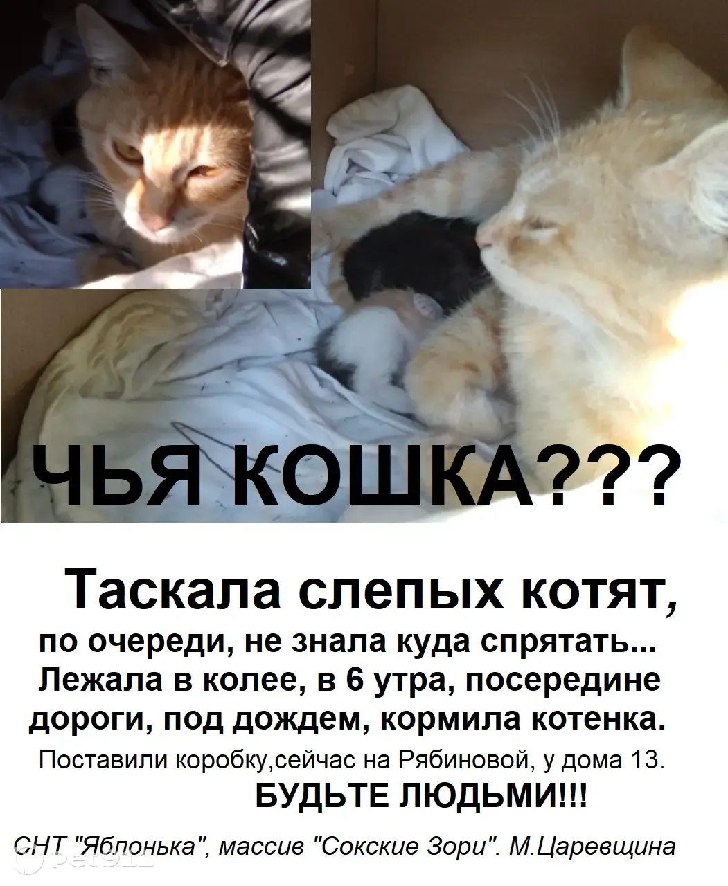 Найдена светло-рыжая кошка с котятами в Светлом Поле, Самарская область. |  Pet911.ru