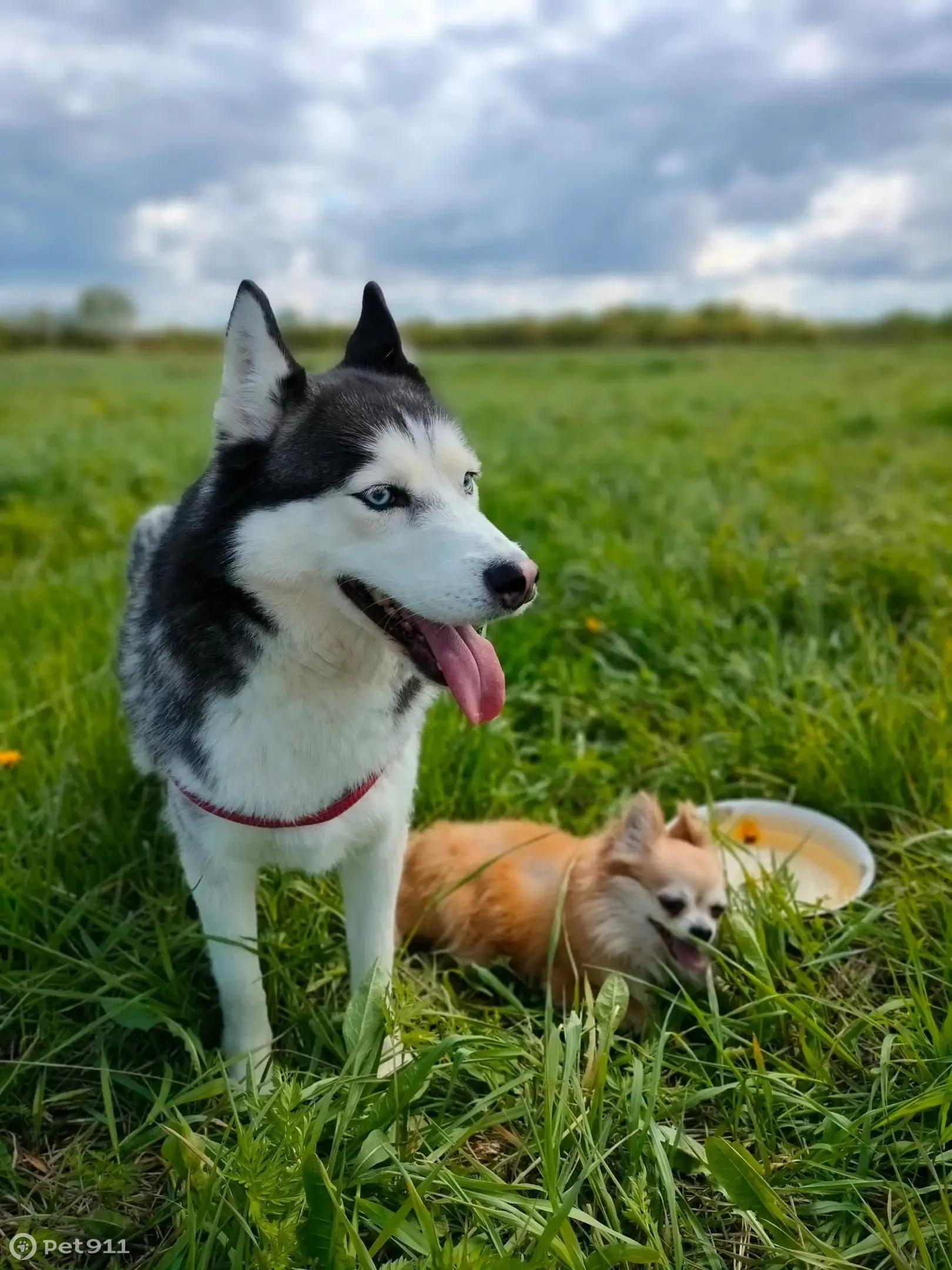 Пропала собака Кабель, 5лет, Хаски-Лайка, 13.05.23, Фермское шоссе. |  Pet911.ru