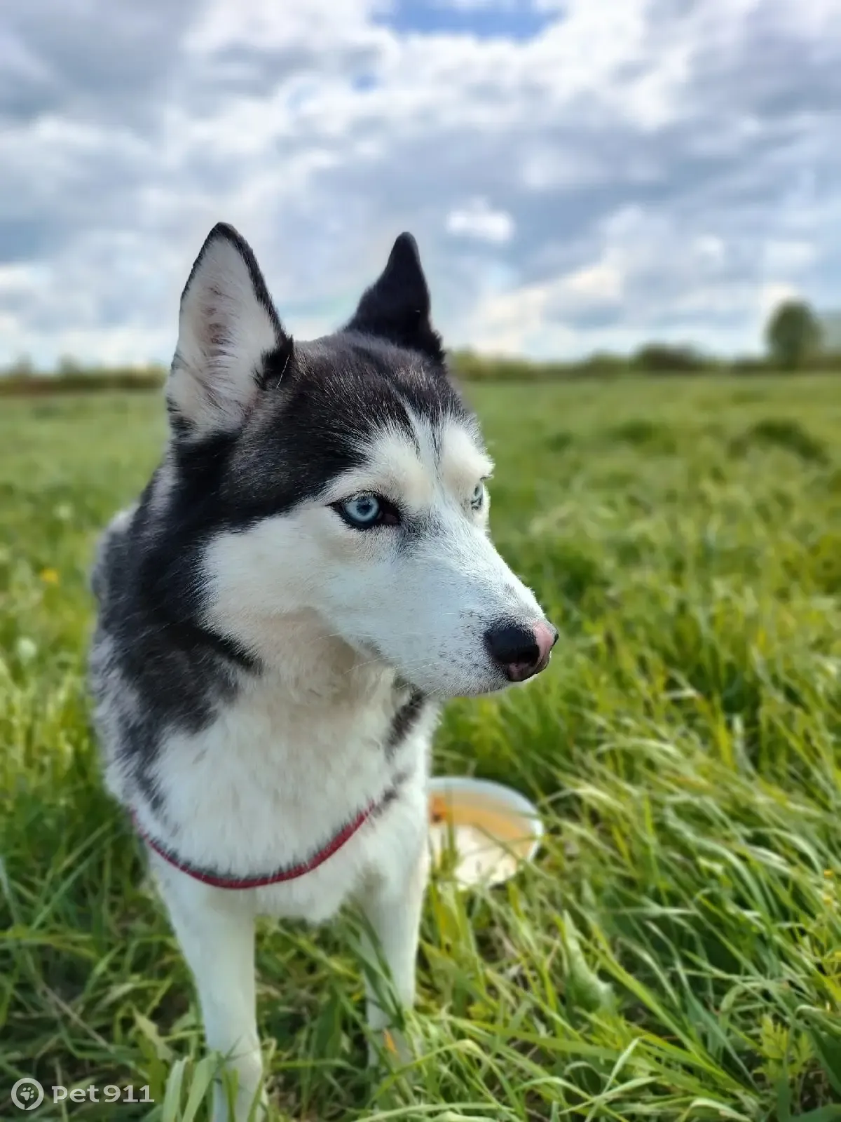 Пропала собака Кабель, 5лет, Хаски-Лайка, 13.05.23, Фермское шоссе. |  Pet911.ru