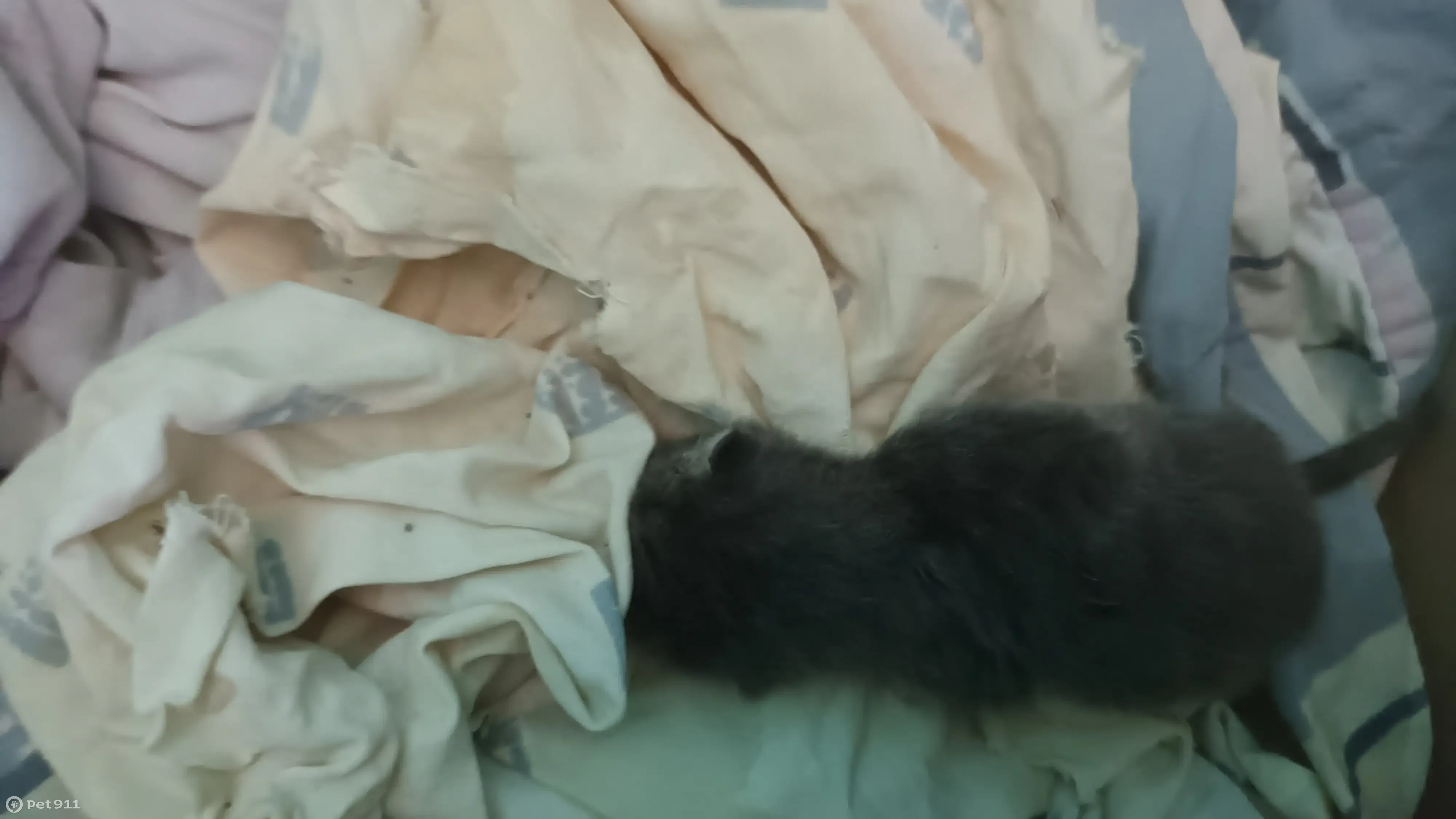 Новорожденный котенок упал с кровати