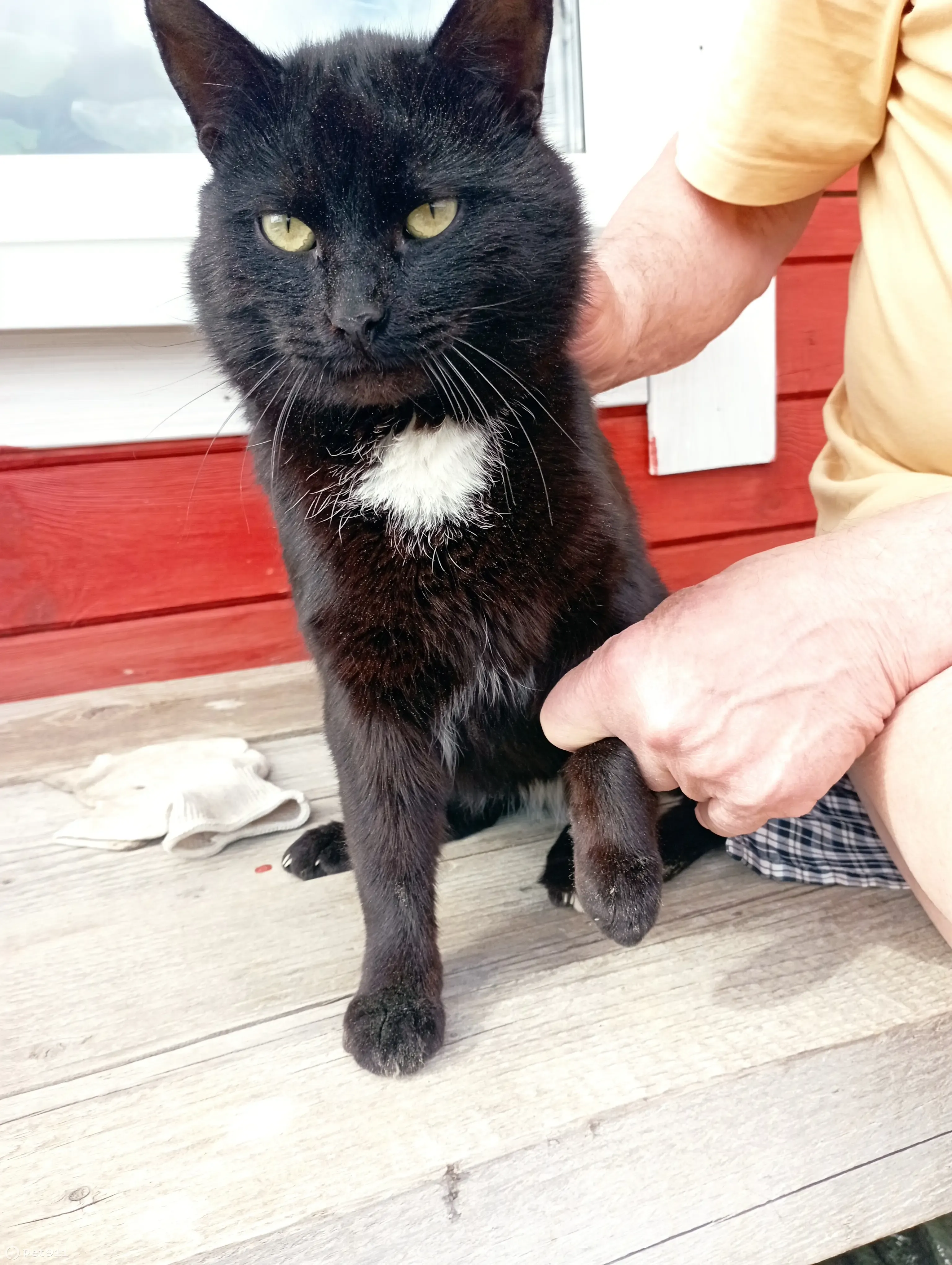 Найден домашний кот с галстуком в Московской области | Pet911.ru