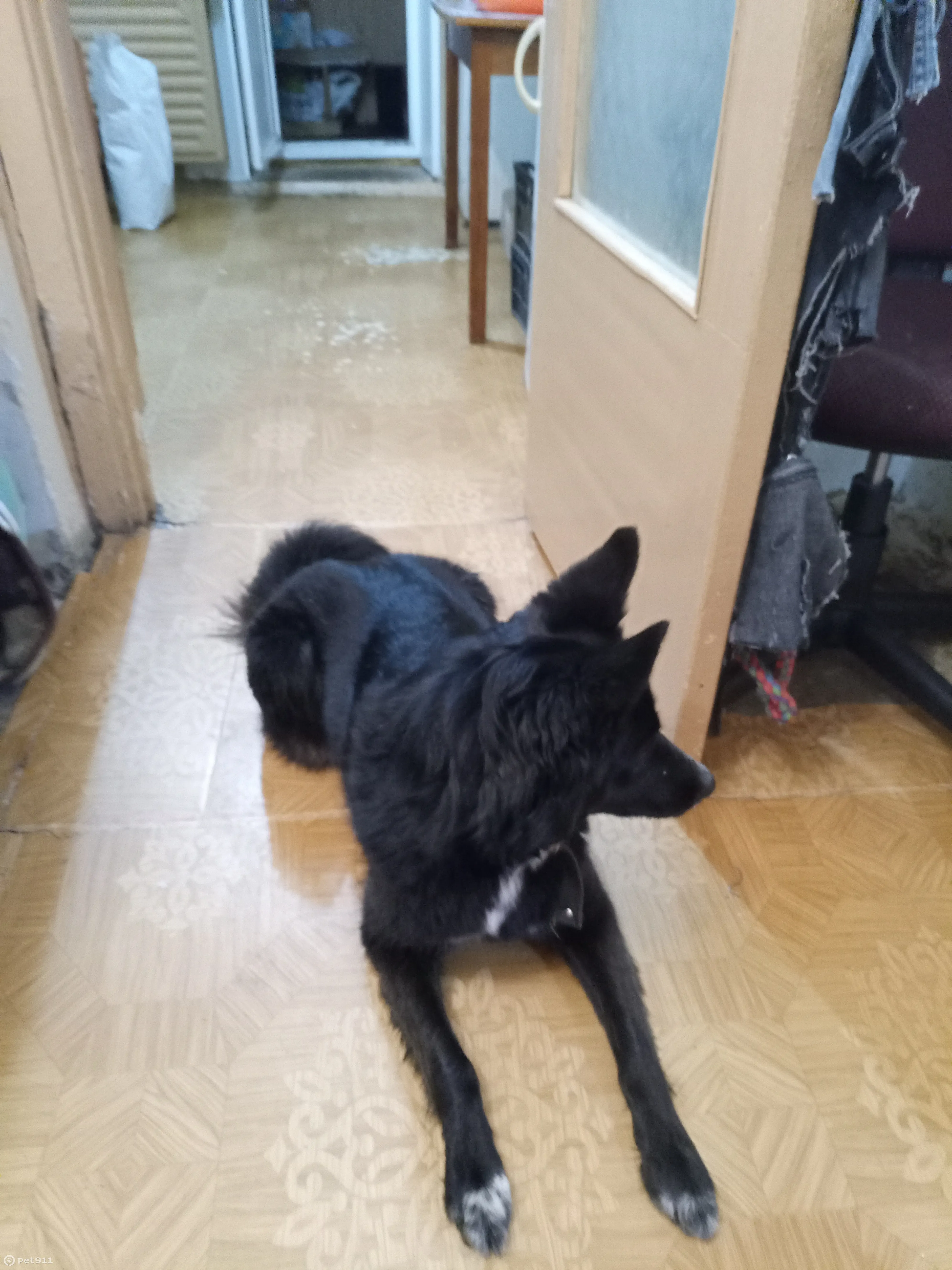 Найдена собака с ошейником на Юбилейной улице, 51 - photo