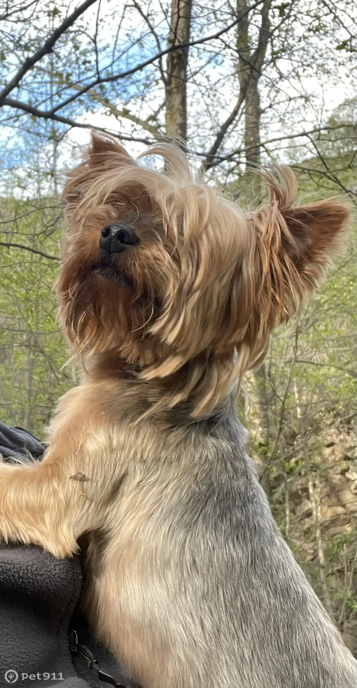 Пропал Йоркшерский терьер Боня в Эко парке 