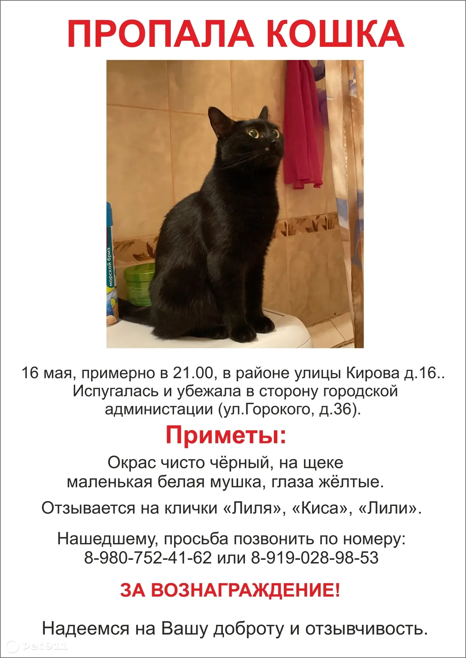 Пропала черная кошка на Кирова, 16, Владимир | Pet911.ru