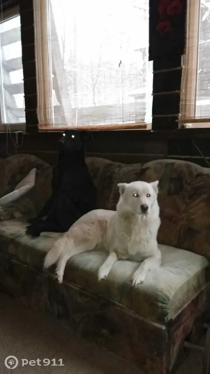 Пропала собака в Кратово, белый окрас, карий и голубой глаза. | Pet911.ru