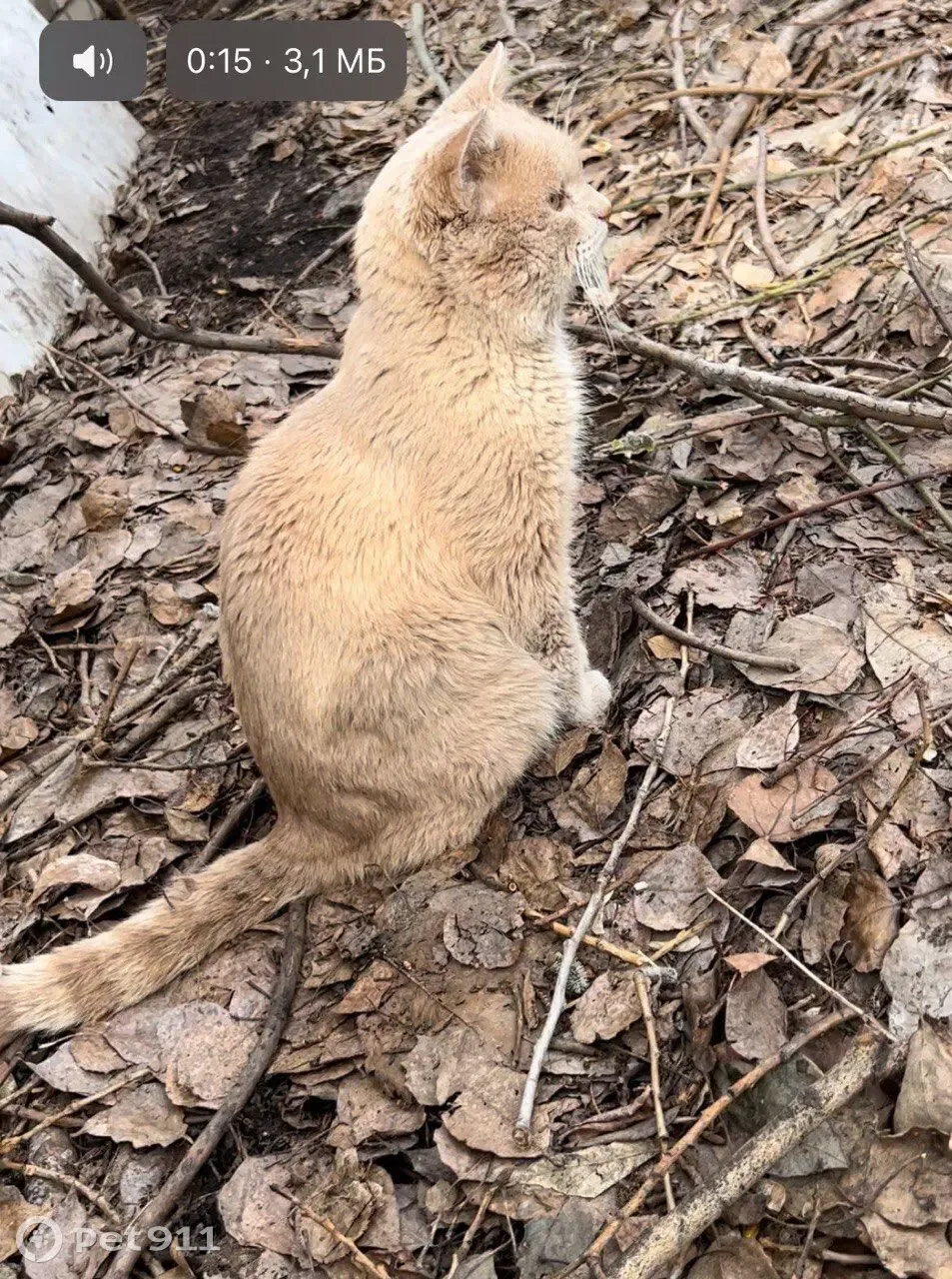 Пропала кошка на Курская 18, вознаграждение 10 тыс. | Pet911.ru