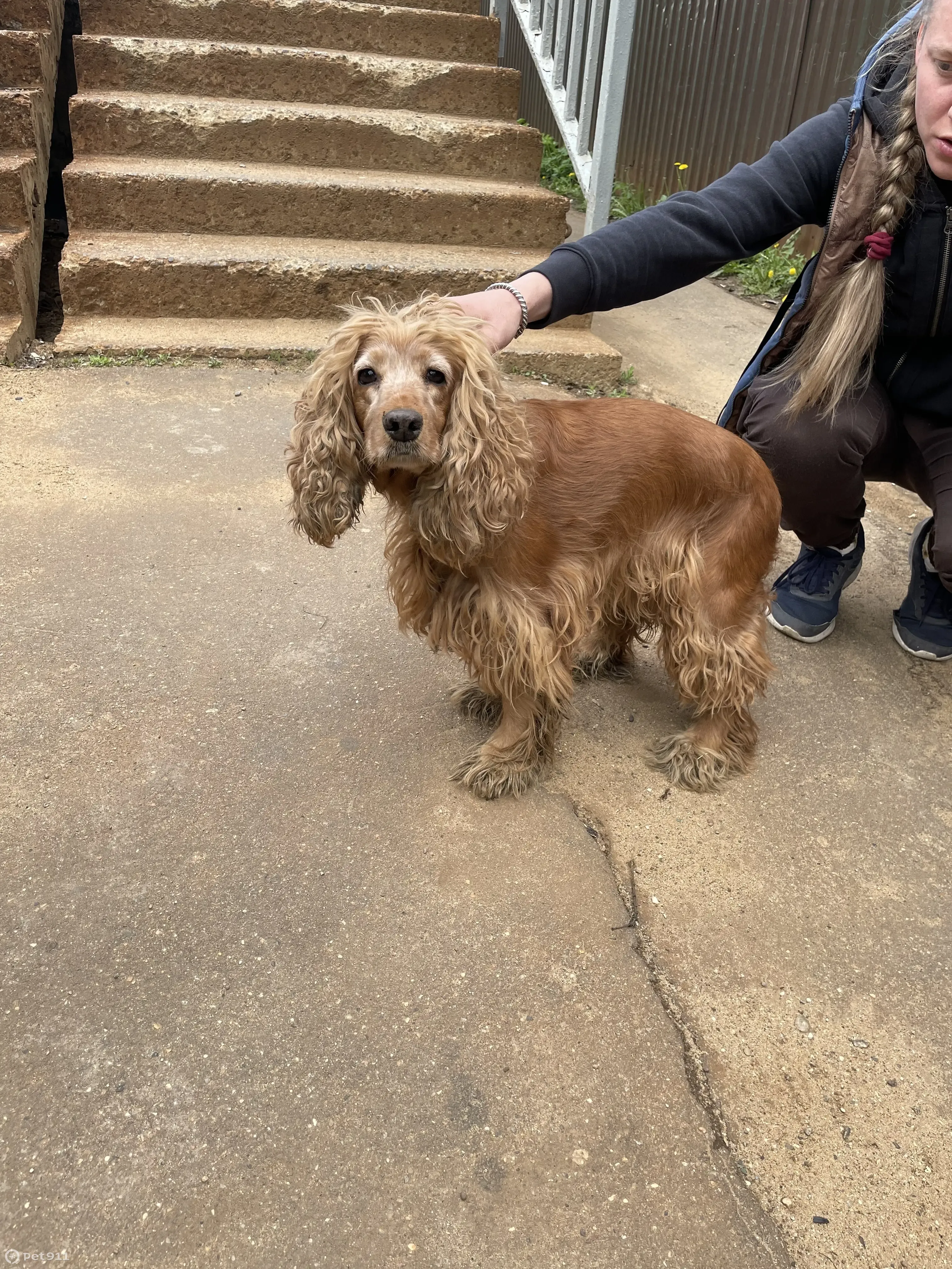 Найдена собака Девочка спаниель возрастом 10 лет без хозяина у станции Луговая, Лобня - photo