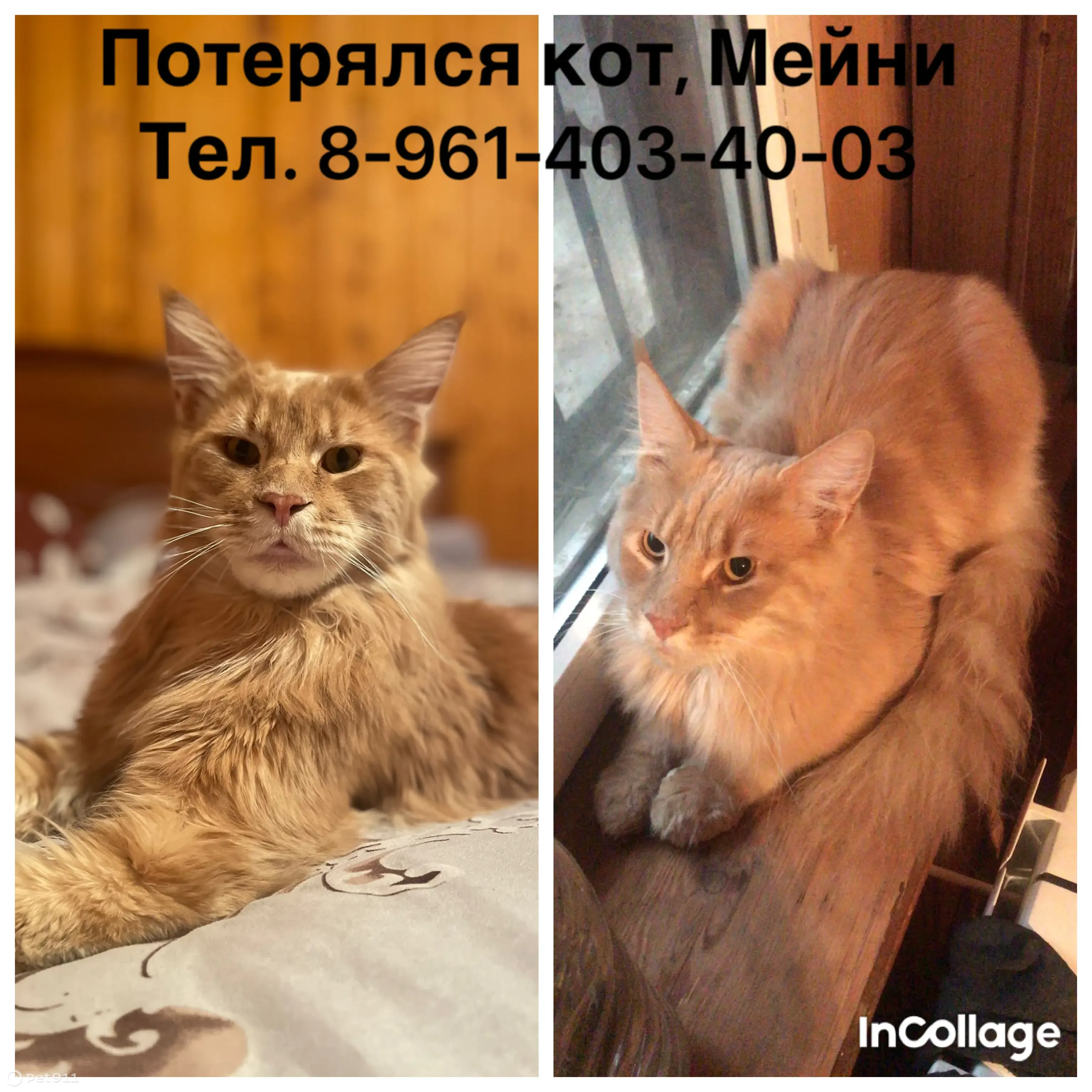 Кот Мейнкун пропал на ул. Арефьева, 75 (Ростов) | Pet911.ru