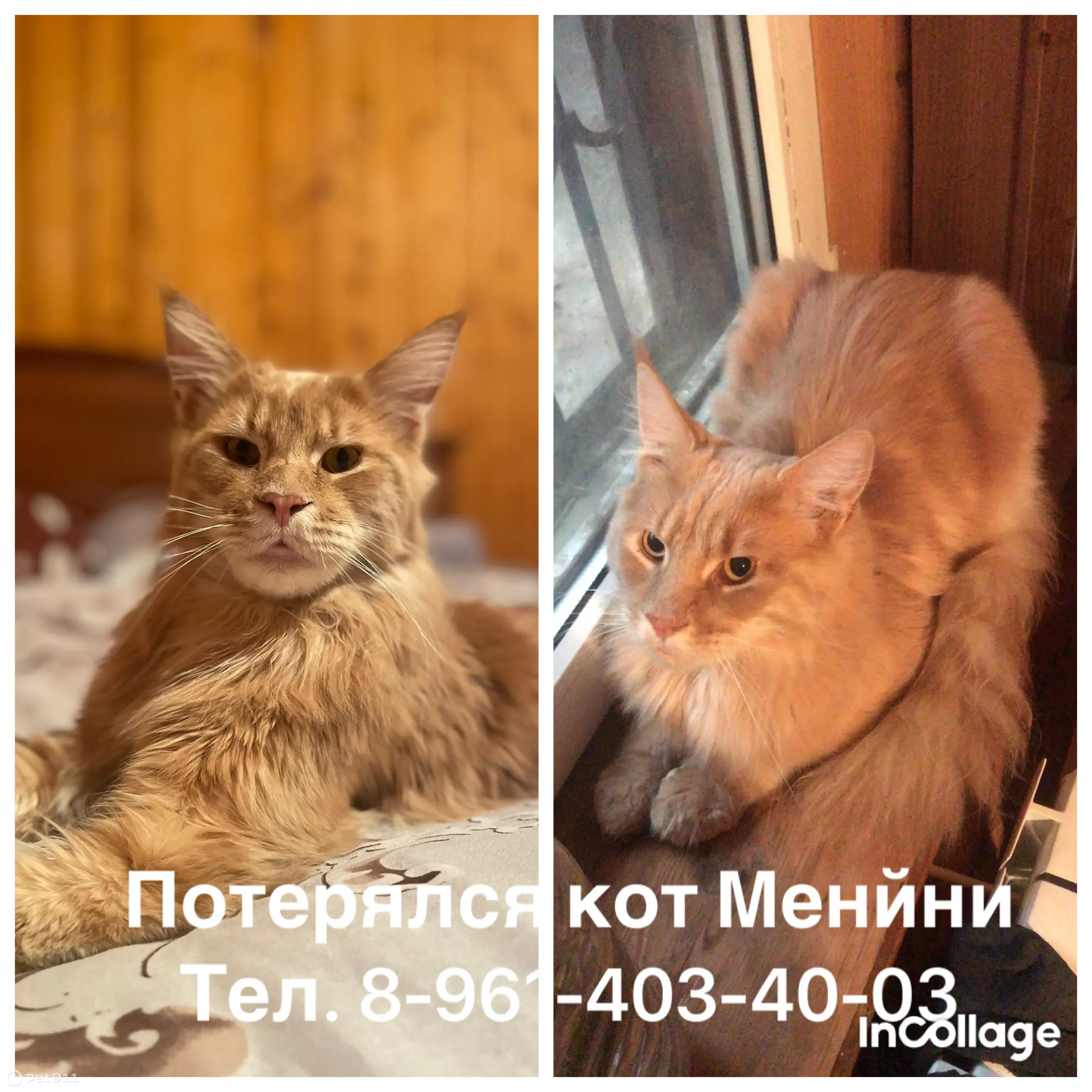 Кот Мейнкун пропал на ул. Арефьева, 75 (Ростов) | Pet911.ru