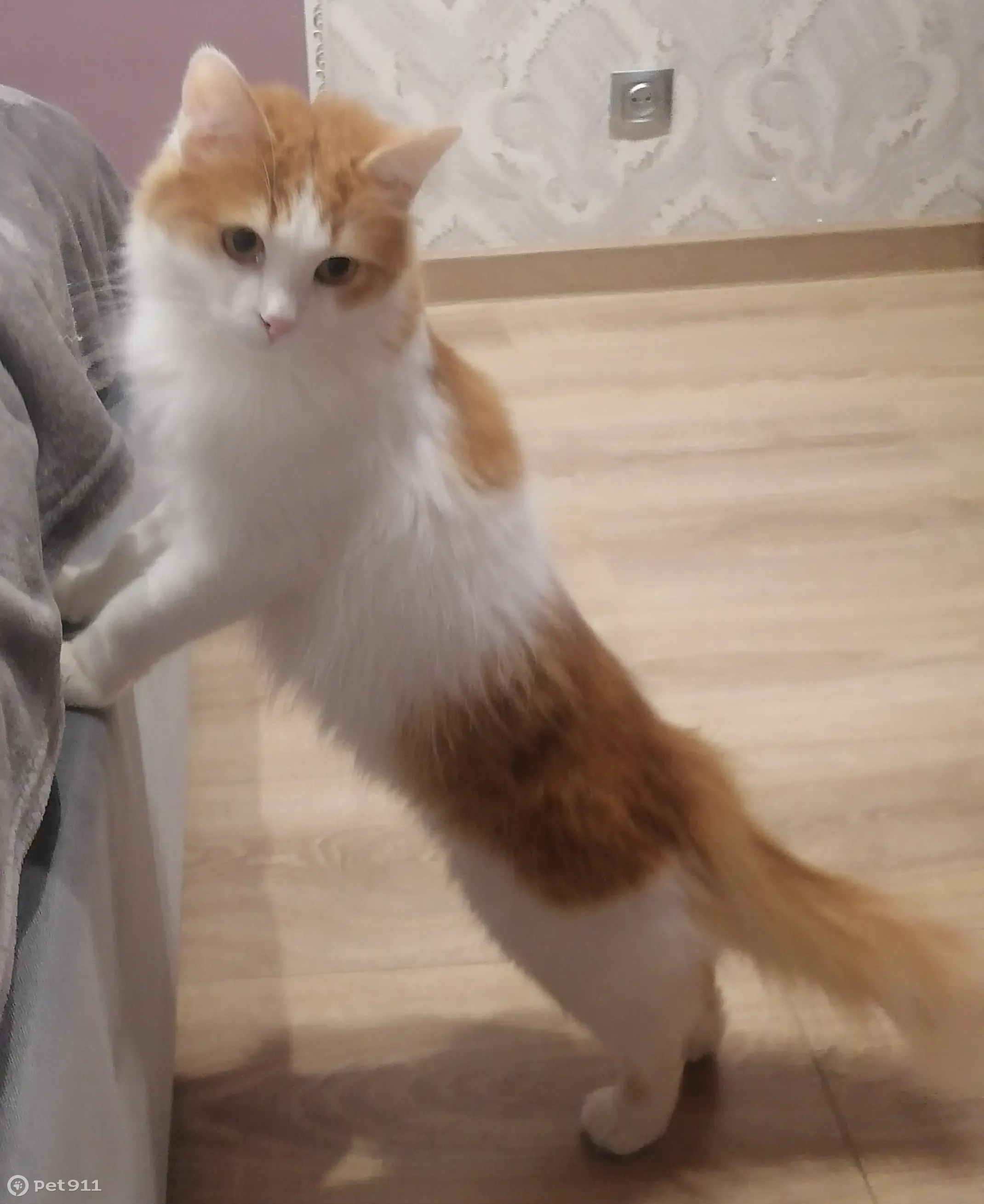 Белый котенок с рыжими пятнами