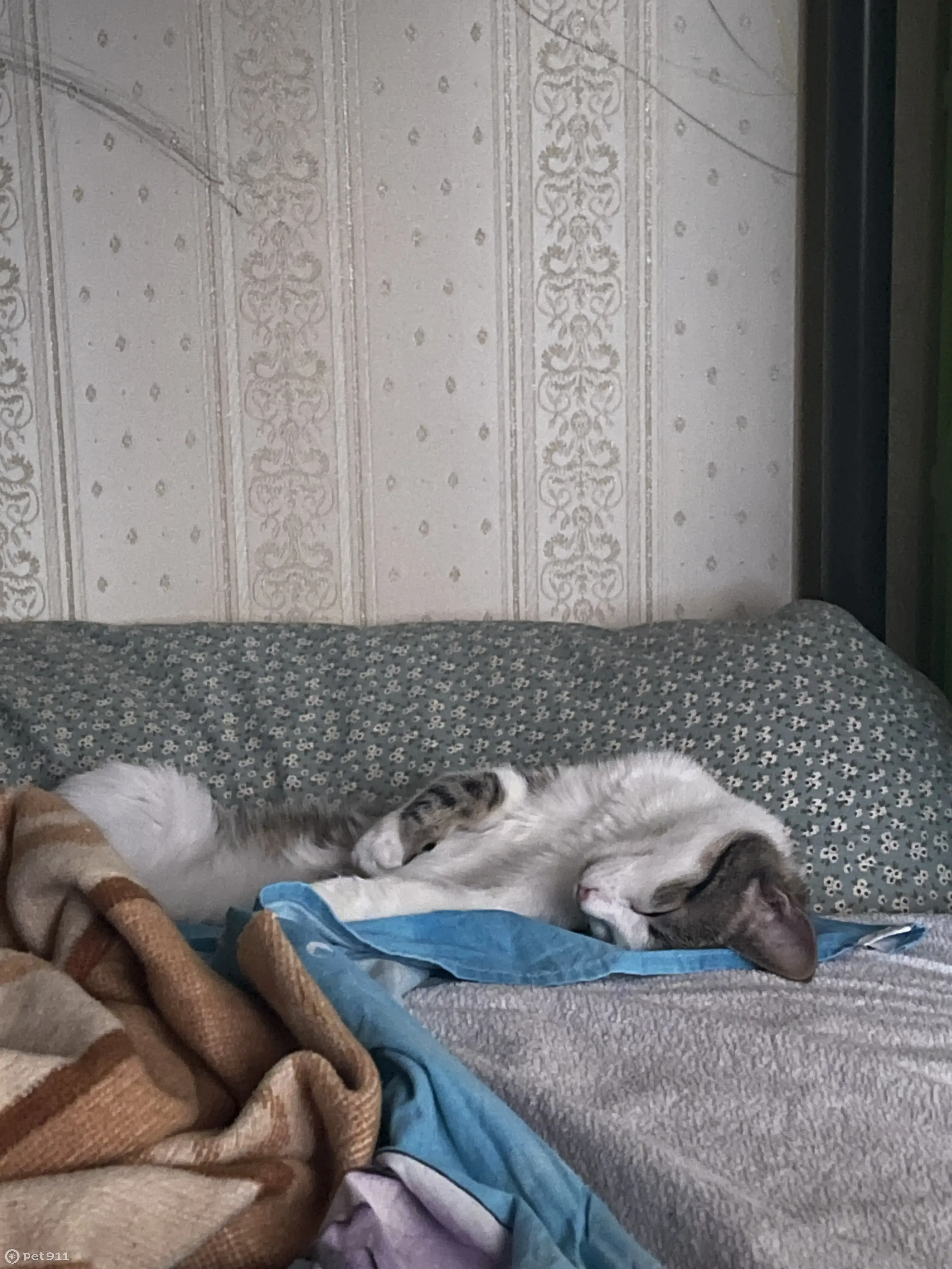 Пропала трехцветная кошка: Берингов проезд 4, Москва