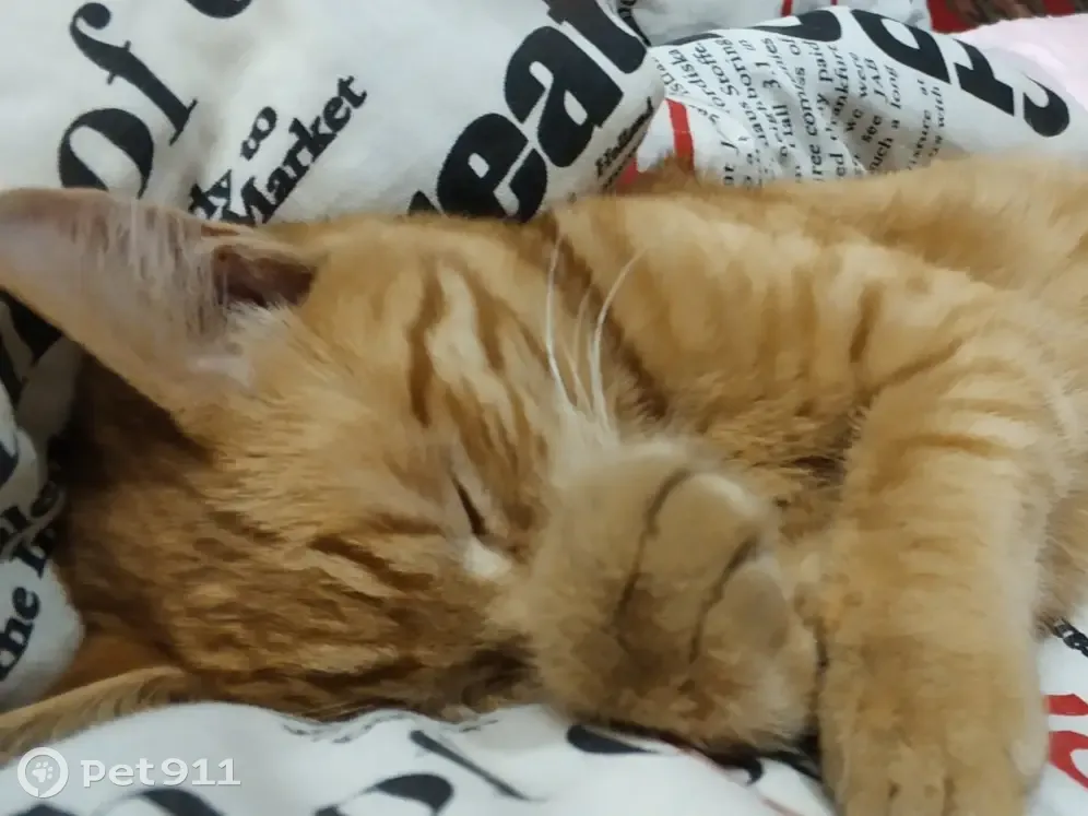 Пропал рыжий кот на Юбилейной улице, Курган - photo