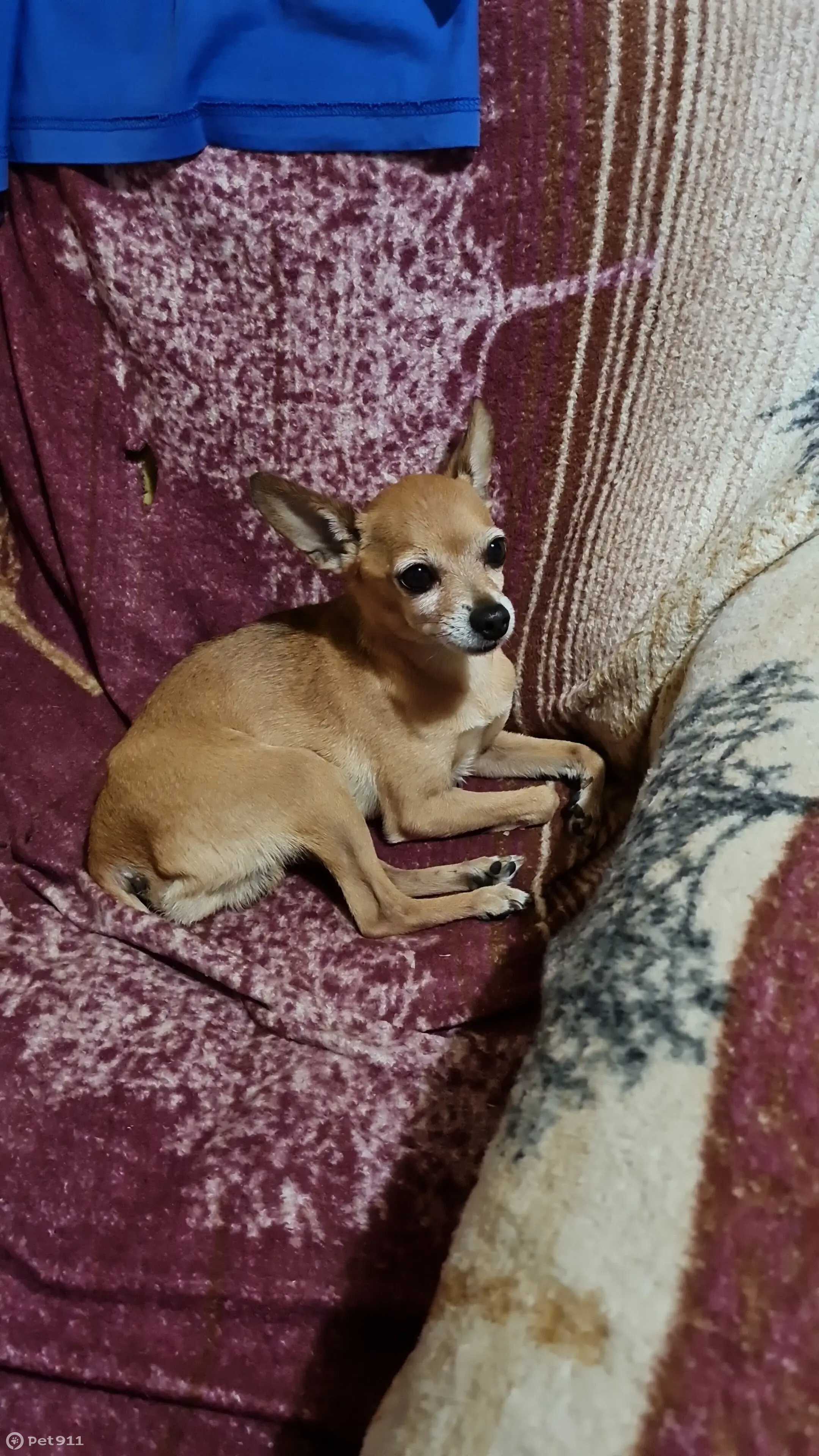 Потерян чихуа на Рабочей улице - photo