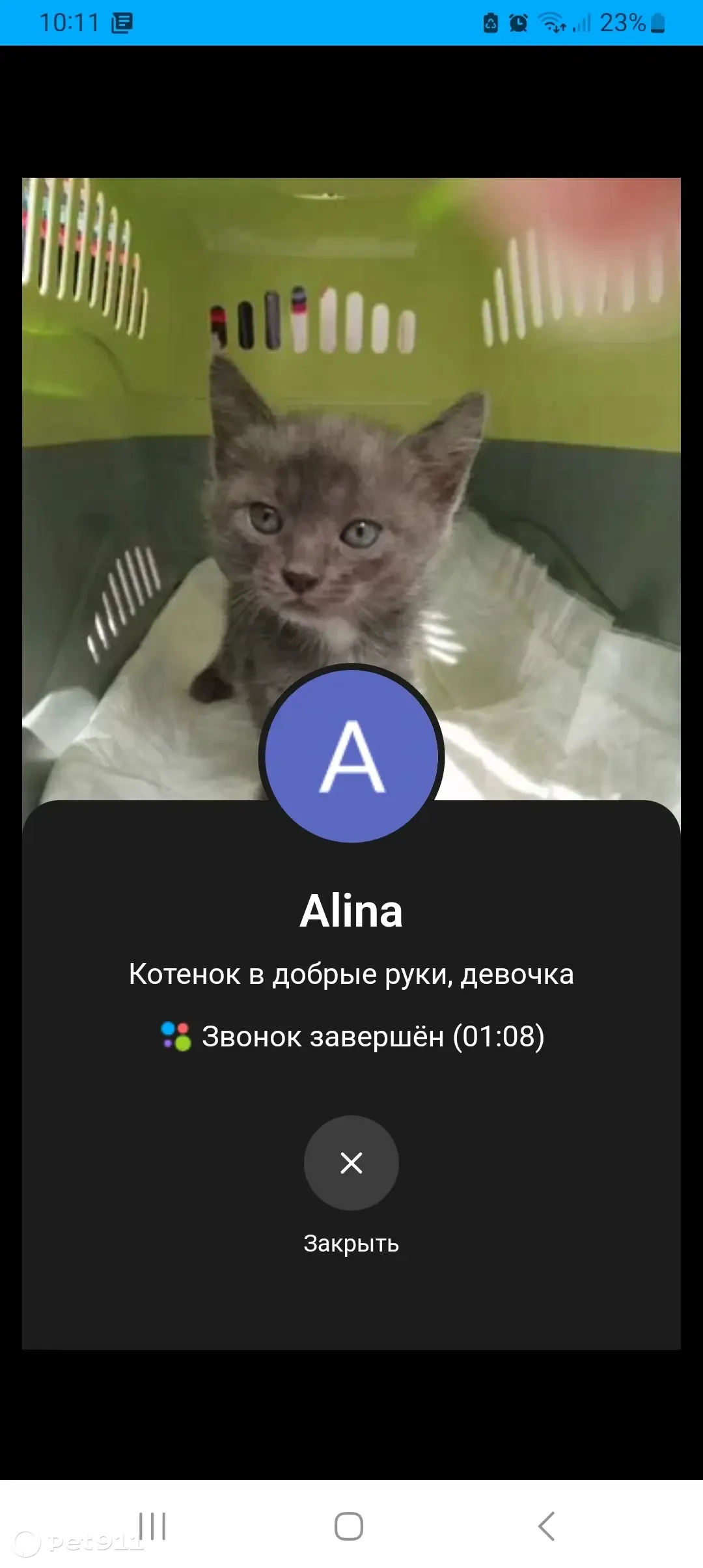 Пристраивается котенок девочка на ул. Ньютона, Ярославль | Pet911.ru