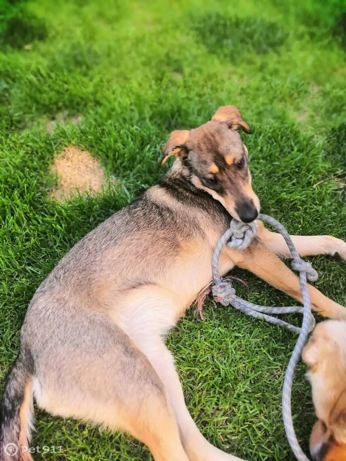 Собака найдена на пр. Текстильщиков, 37, Кострома - СРОЧНО ищем хозяев!  🐶🆘 | Pet911.ru