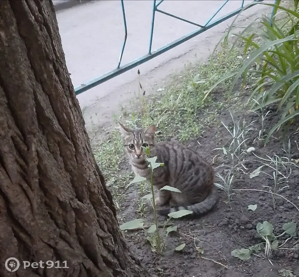 Найдена кошка на ул. Героев Сибиряков, Воронеж | Pet911.ru