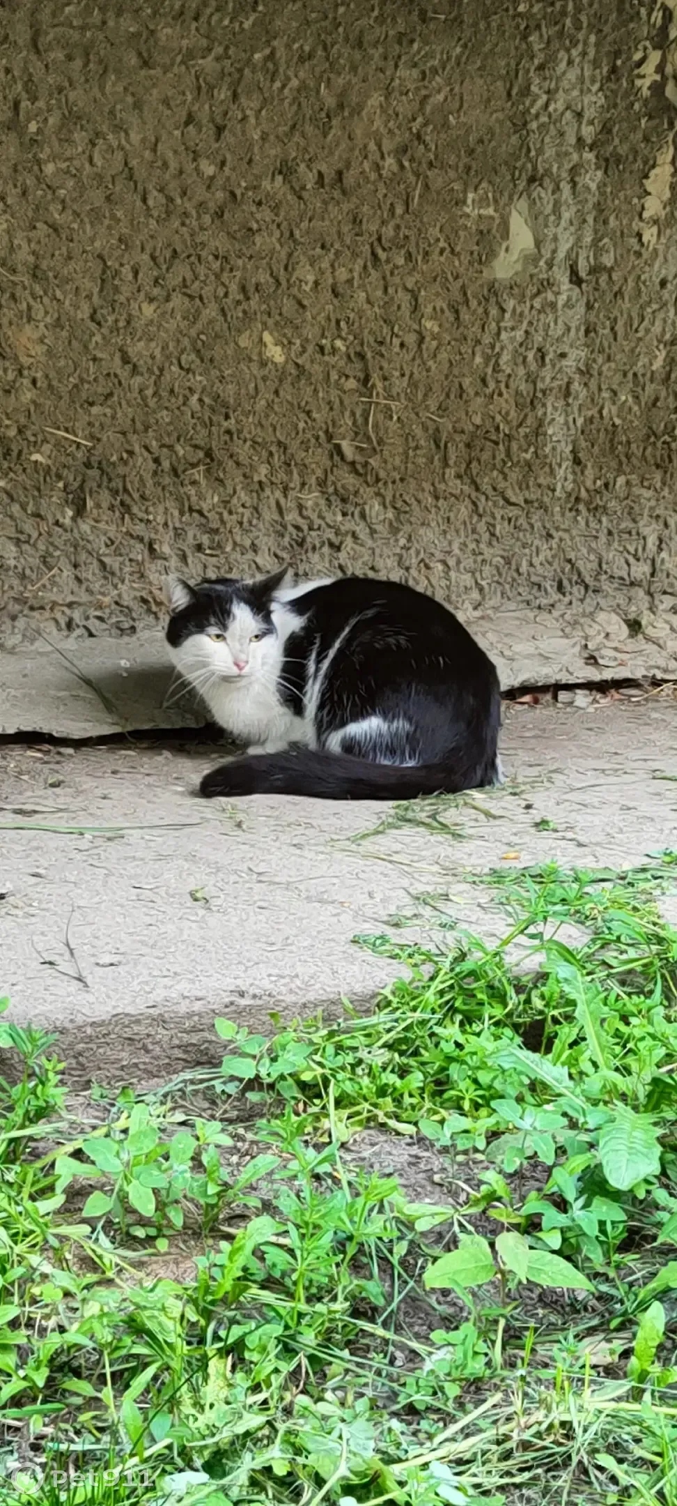 Найдена черно-белая кошка на Львовском бульваре, Ульяновск | Pet911.ru