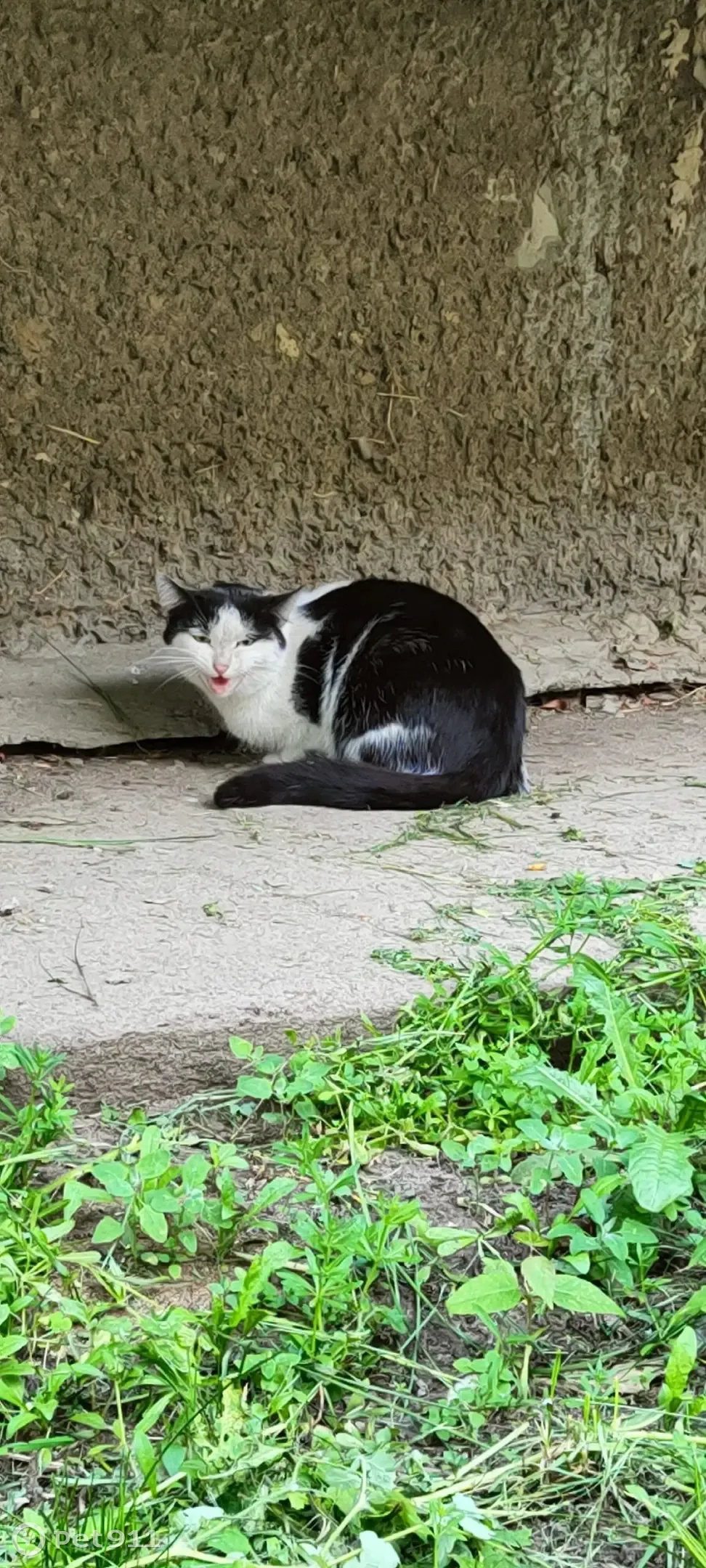 Найдена черно-белая кошка на Львовском бульваре, Ульяновск | Pet911.ru