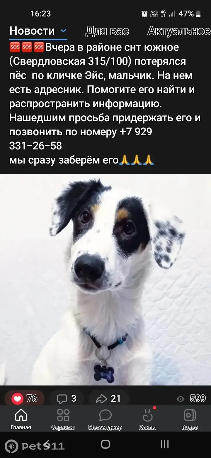 Пропал белый кобель на Свердловской улице, Красноярск | Pet911.ru