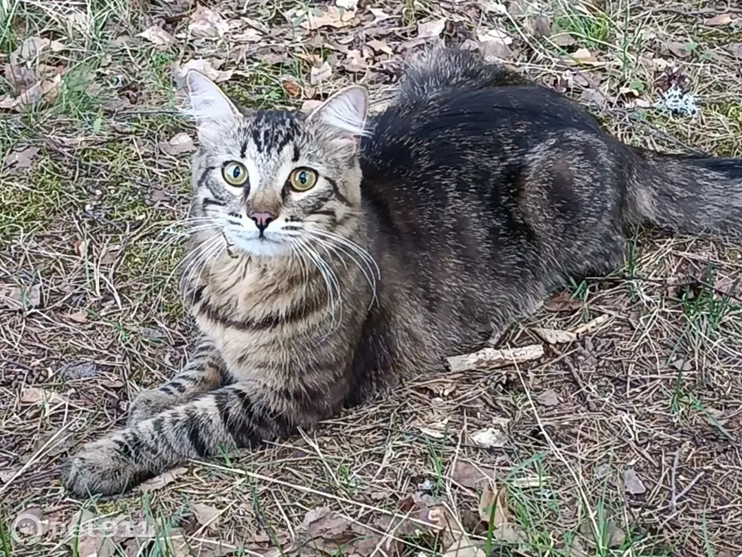 Пропала кошка в Вистинском сельском поселении (41А-007) - photo