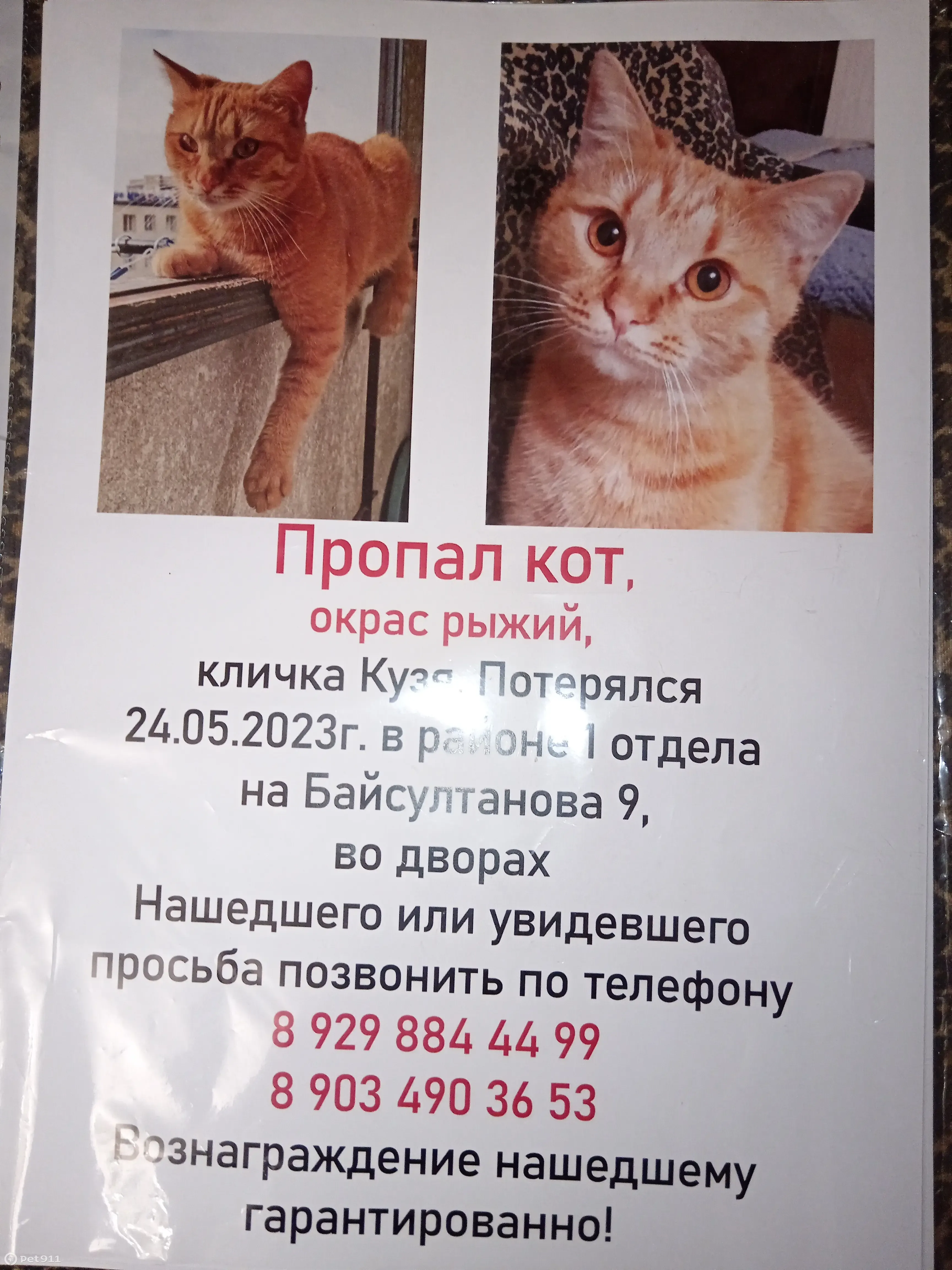 Пропала кошка на Байсултанова, 9 в Нальчике | Pet911.ru