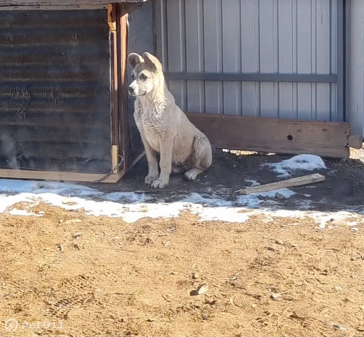 Пропала собака на ул. 75 лет Победы, 13 в Смоленке | Pet911.ru