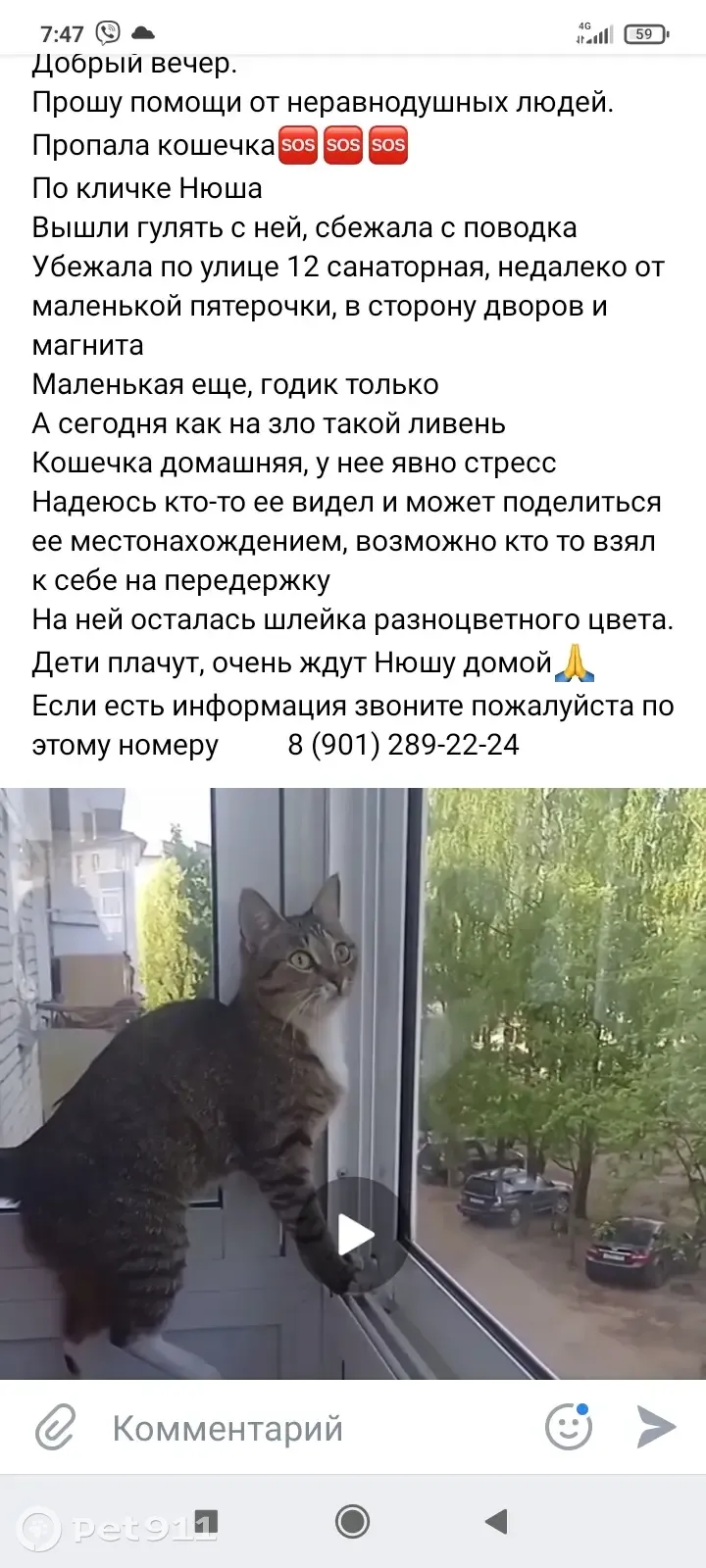 Пропала кошка на 12-й Санаторной улице, Иваново | Pet911.ru