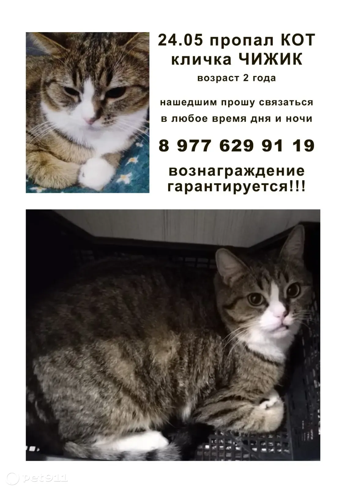 Пропал кот на пр. Королёва, 3Б, Королёв | Pet911.ru