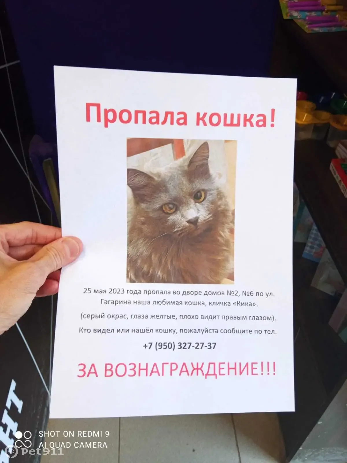 Пропала серая кошка на Москворецкой набережной (89178575800) | Pet911.ru