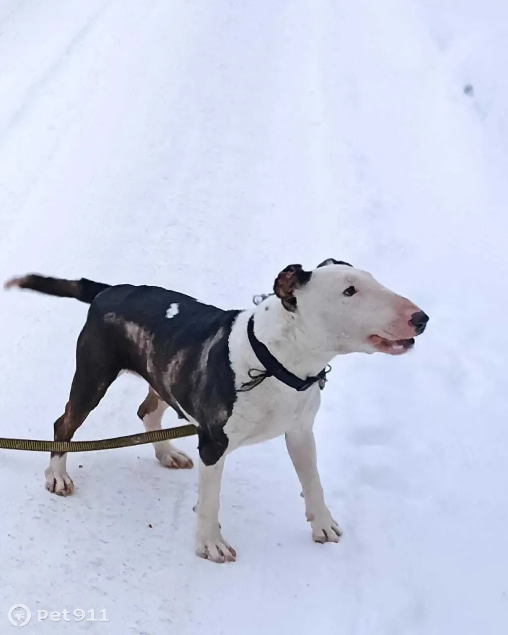 Пропала старая и больная собака на Никольской улице, Мотяково | Pet911.ru