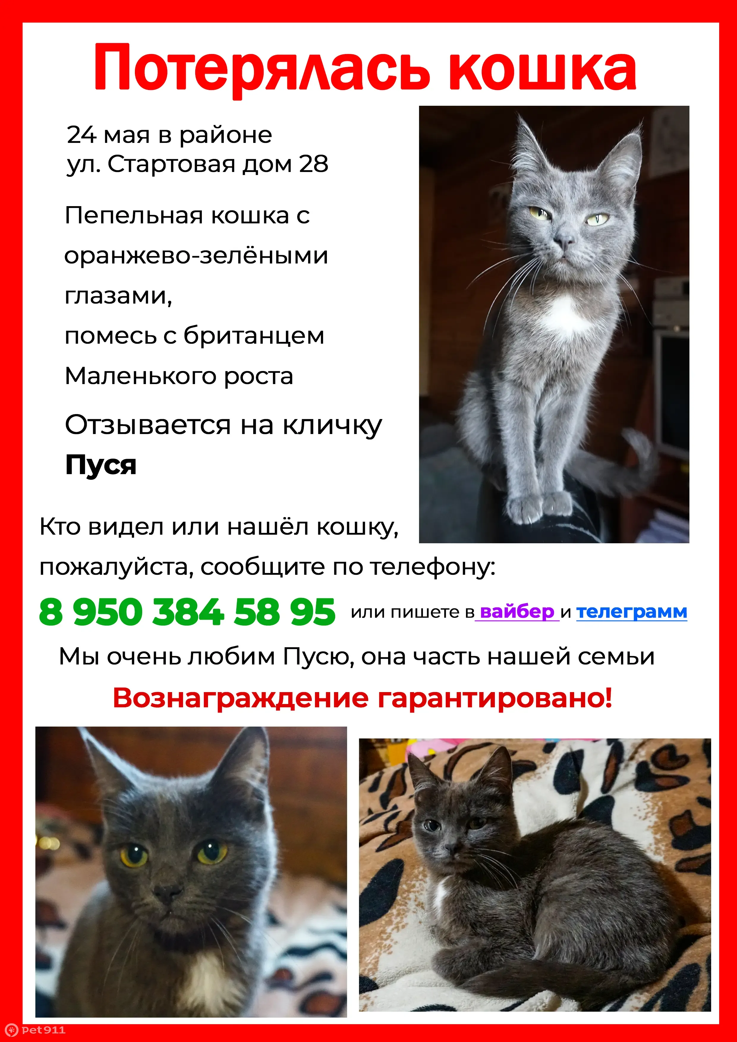 Пропала кошка на ул. Стартовая, помесь с британцем, кличка Пуся | Pet911.ru