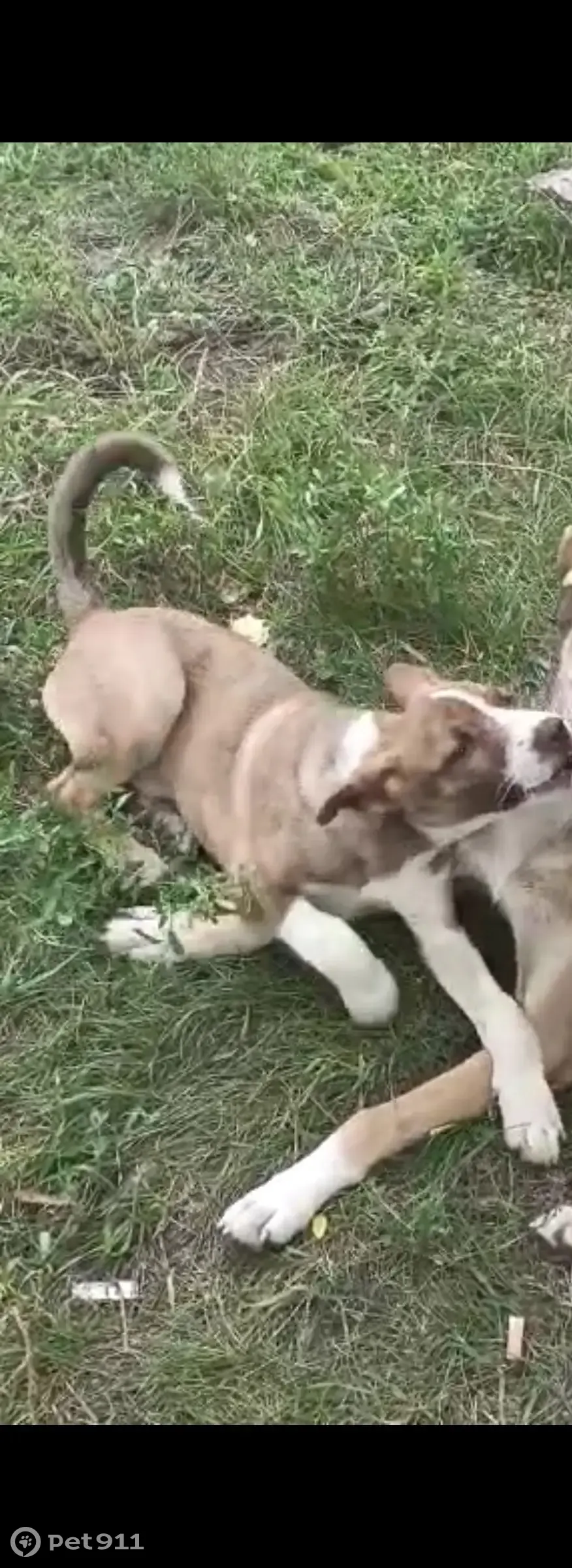 Пропала собака на Ленинском проспекте, Воронеж - photo