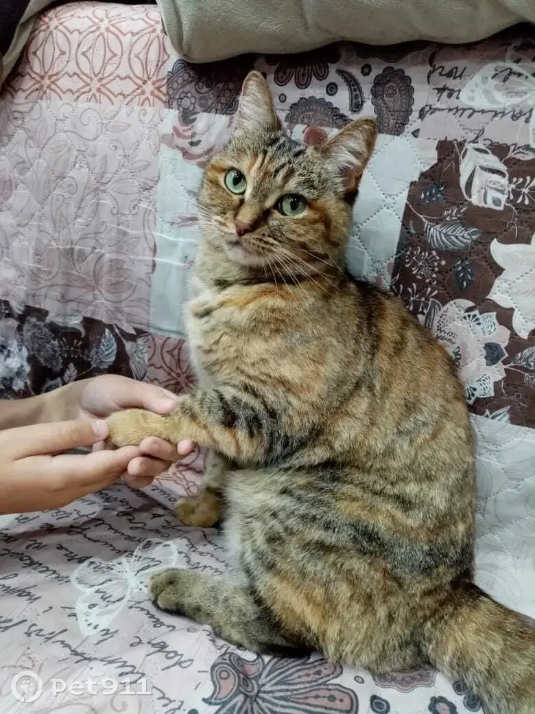 Пропала кошка Соня на Красноярском Рабочем, 119