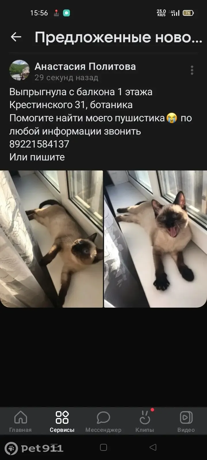 Пропала кошка Майя, ул. Крестинского 31, Екатеринбург | Pet911.ru