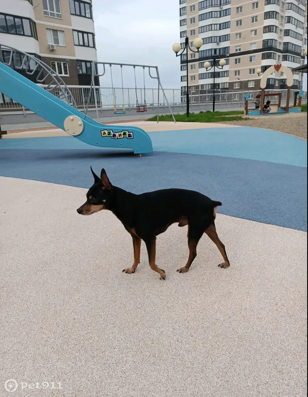 Пропал Той-терьер Чарли на ул. Московской, Краснодар - photo