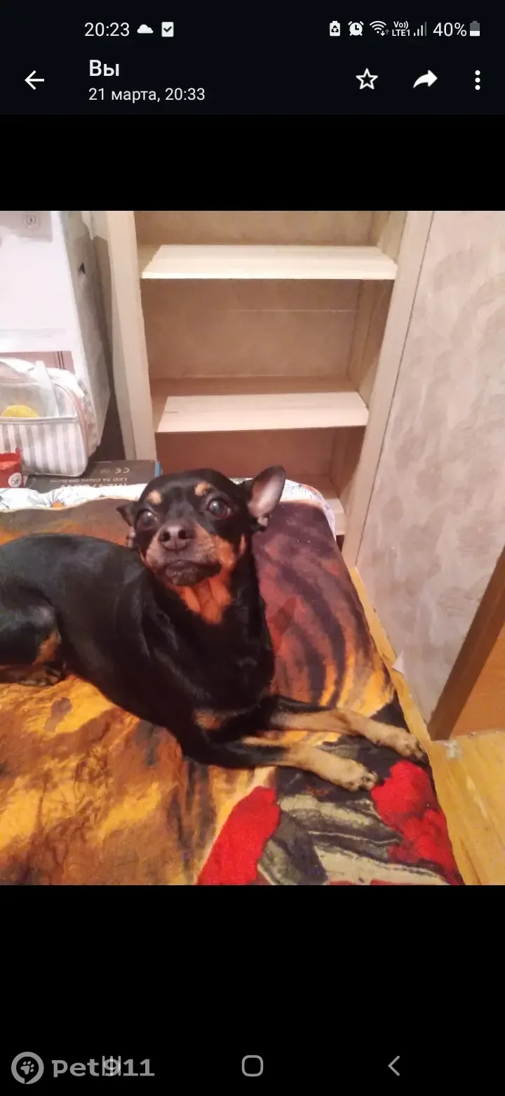 Пропала собака Гера на ул. Дзержинского 213, Краснодар - photo