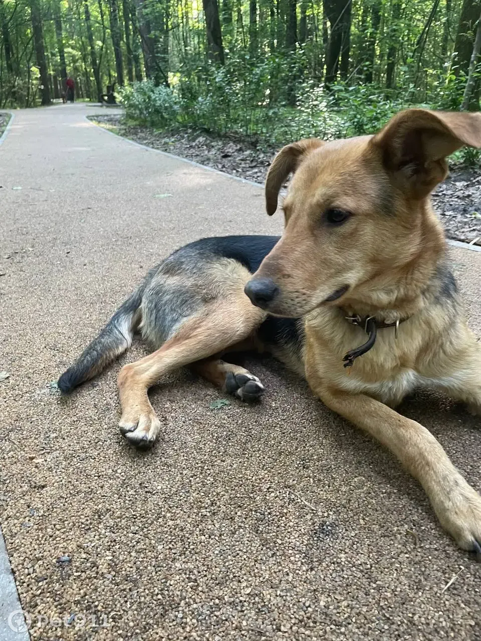 Найдена собака в Парке Покровское-Стрешнево на Иваньковском шоссе |  Pet911.ru