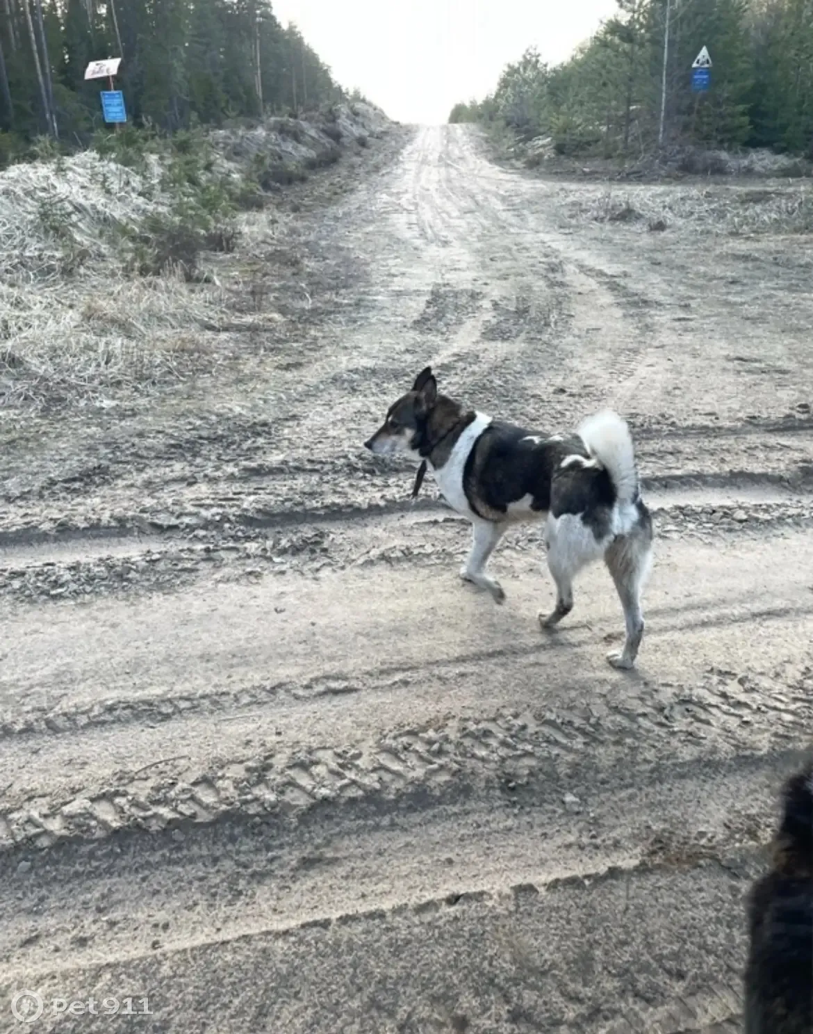 Пропали собаки в Первомайске, ул. Ленина, 66 - photo