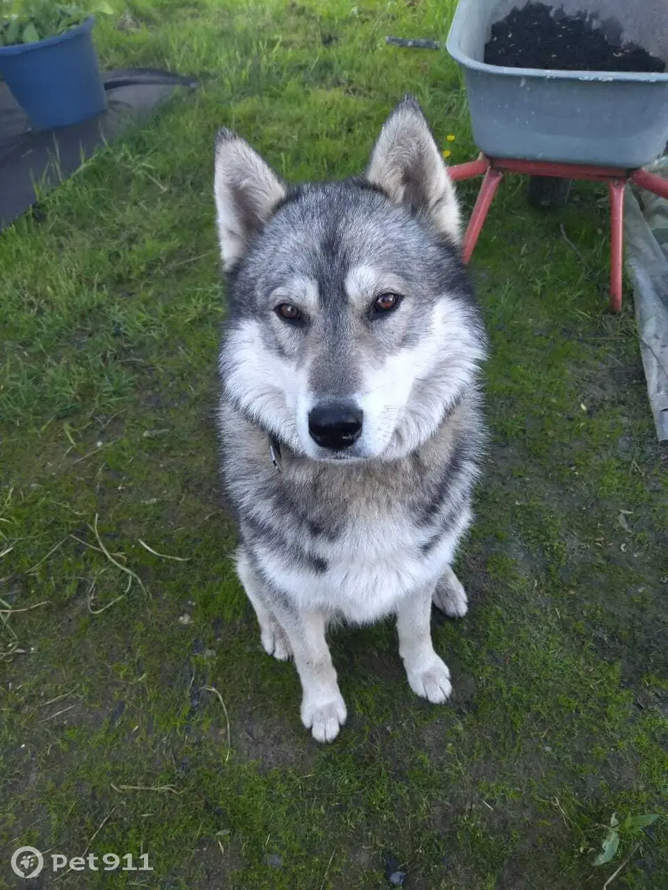 Найдена собака в поселке Воровского, ищем хозяев! | Pet911.ru