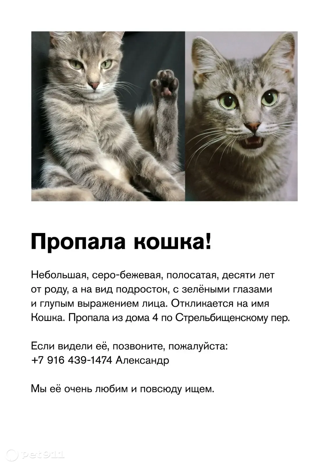 Пропала кошка в Москве, Стрельбищенский переулок | Pet911.ru