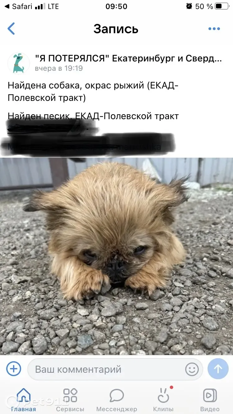Пропала собака Мальчик в Екатеринбурге и Полевском - photo