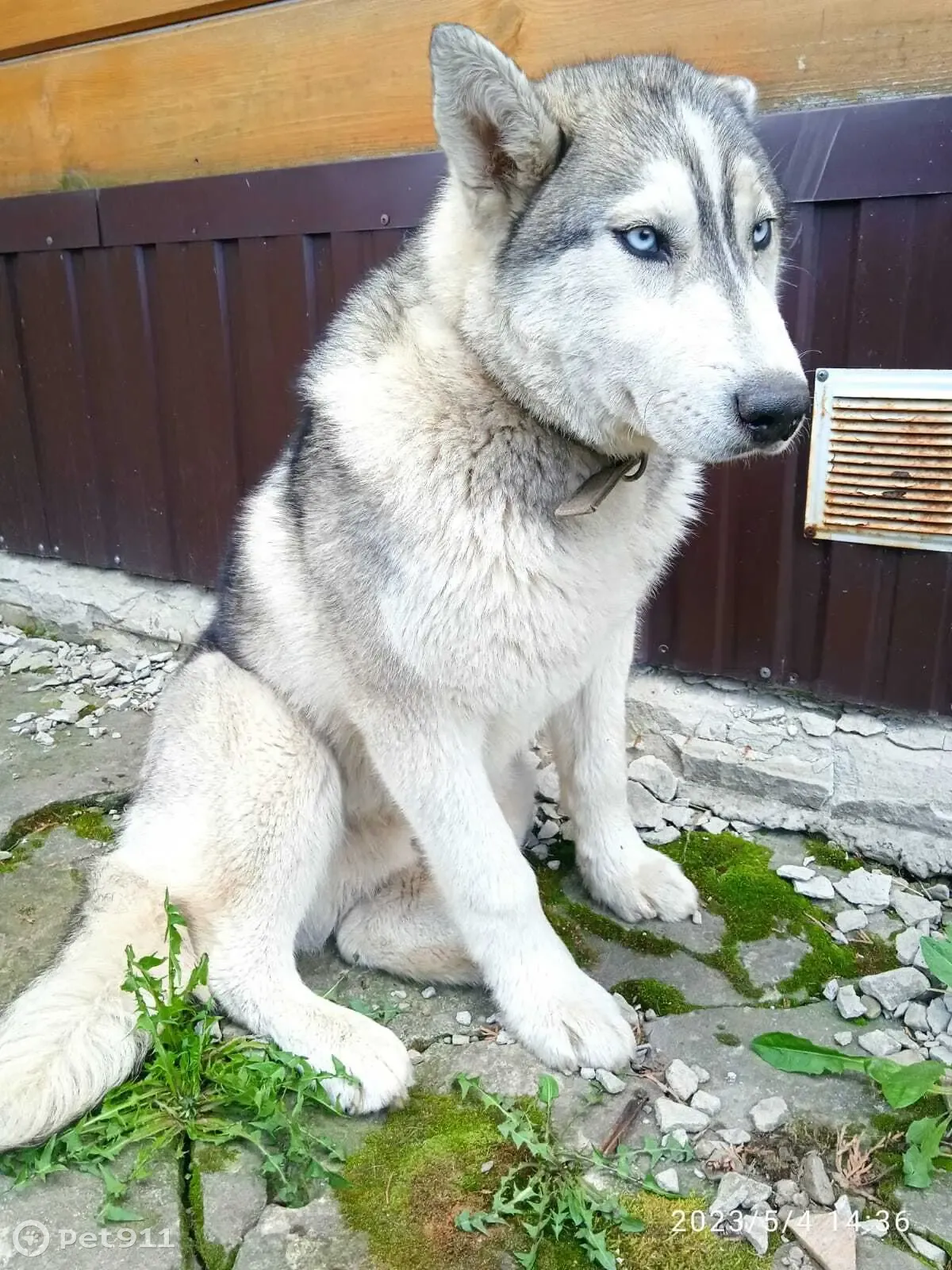 Пропала собака Хаски в лесу Борского района, номер для связи 89535636857 |  Pet911.ru