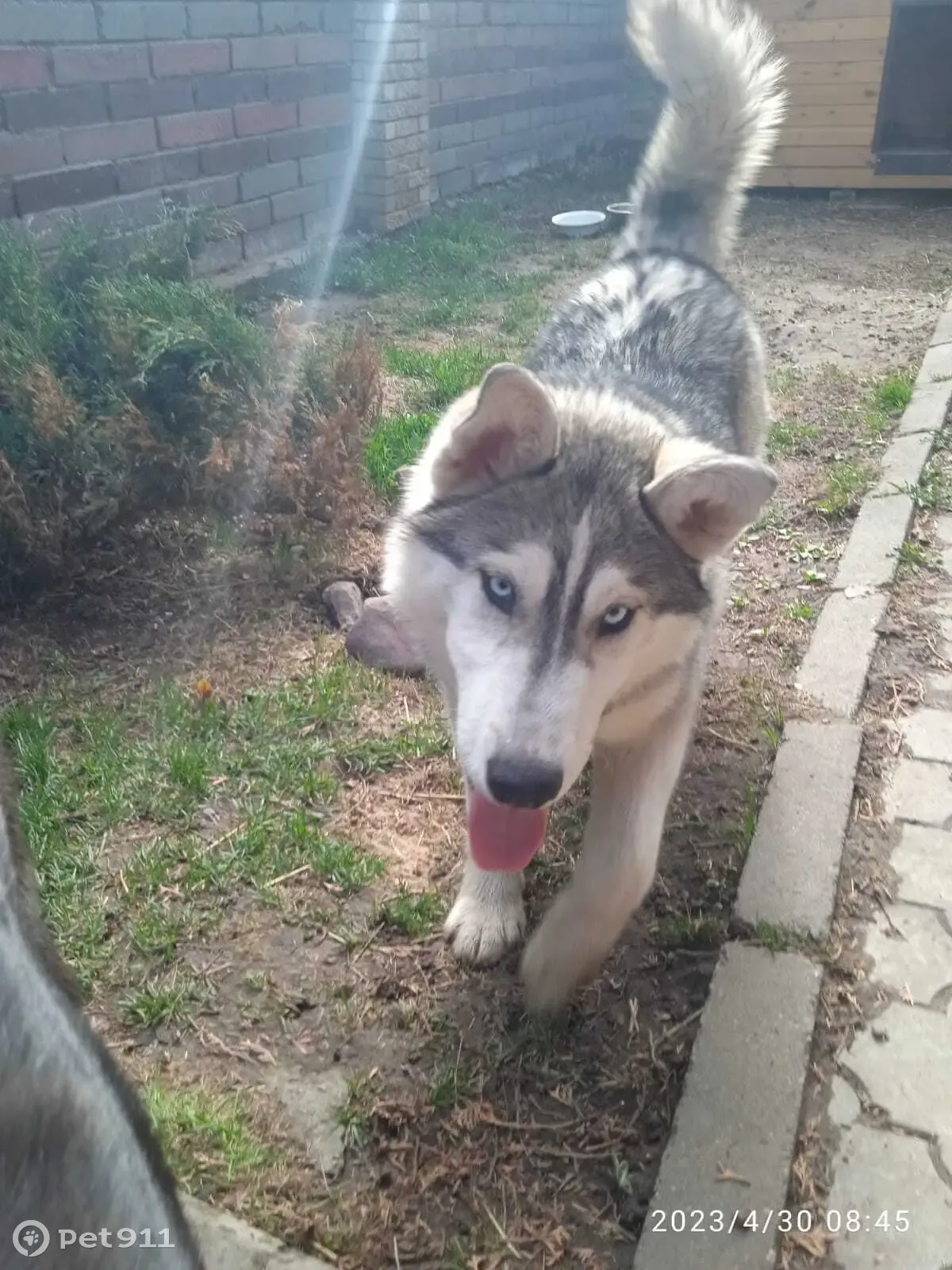 Пропала собака Хаски в лесу Борского района, номер для связи 89535636857 |  Pet911.ru