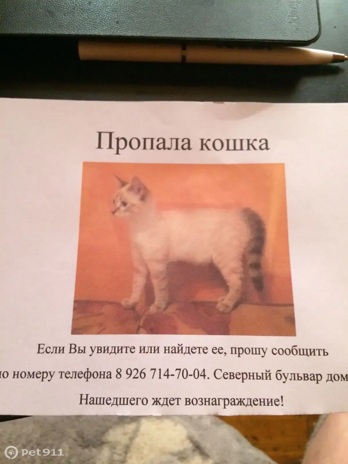 Пропала кошка с балкона на Северном бульваре, Москва