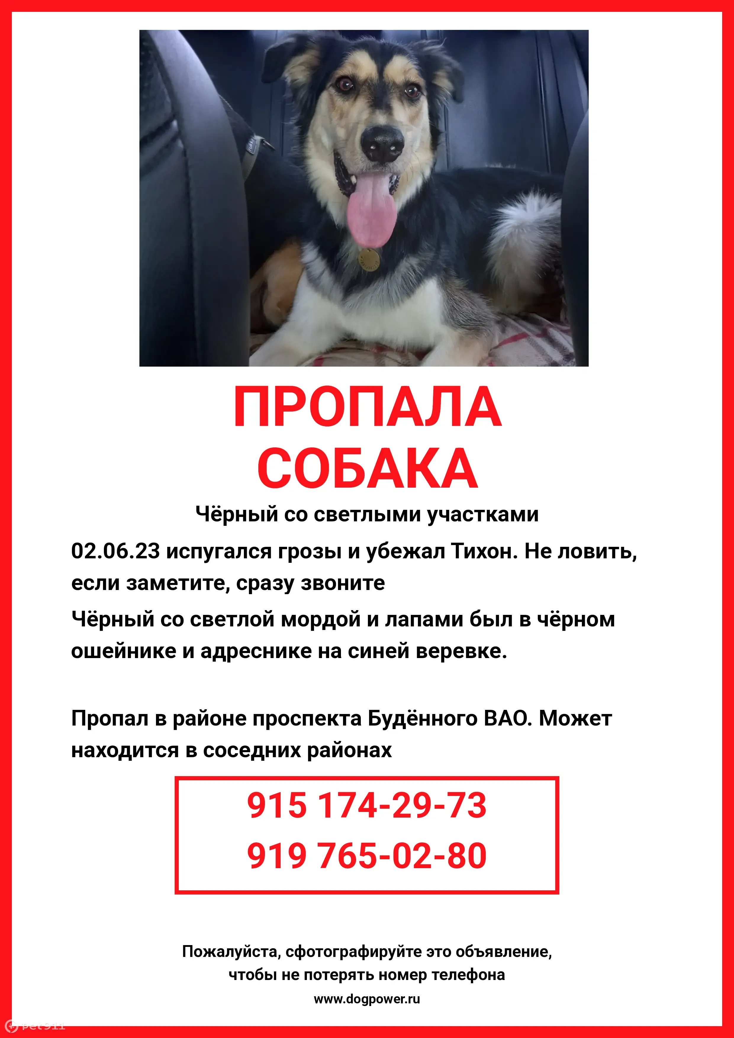 Пропал Тихон - собака, 3 года, пр-т Будённого, Москва | Pet911.ru