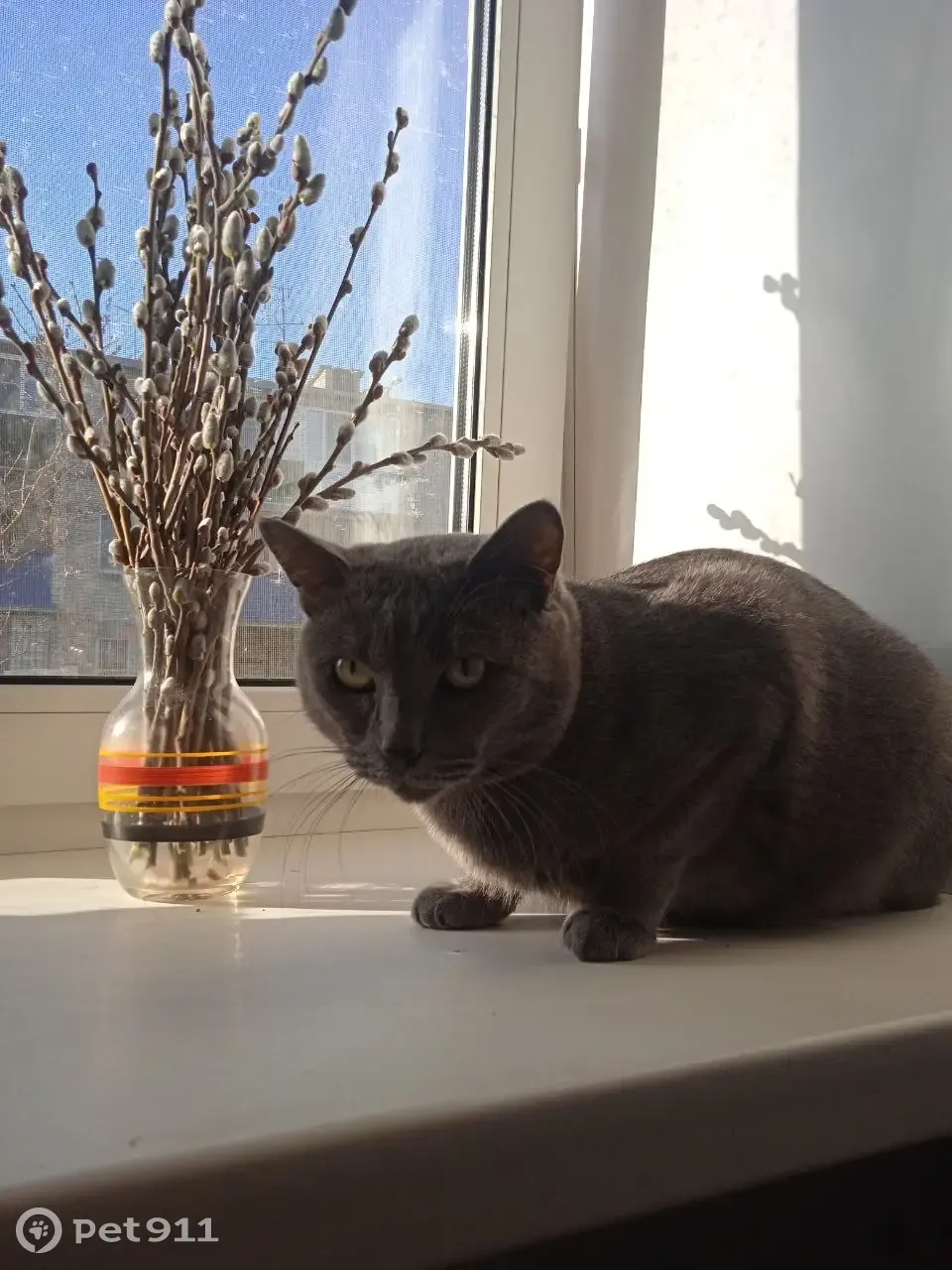 Котики верба