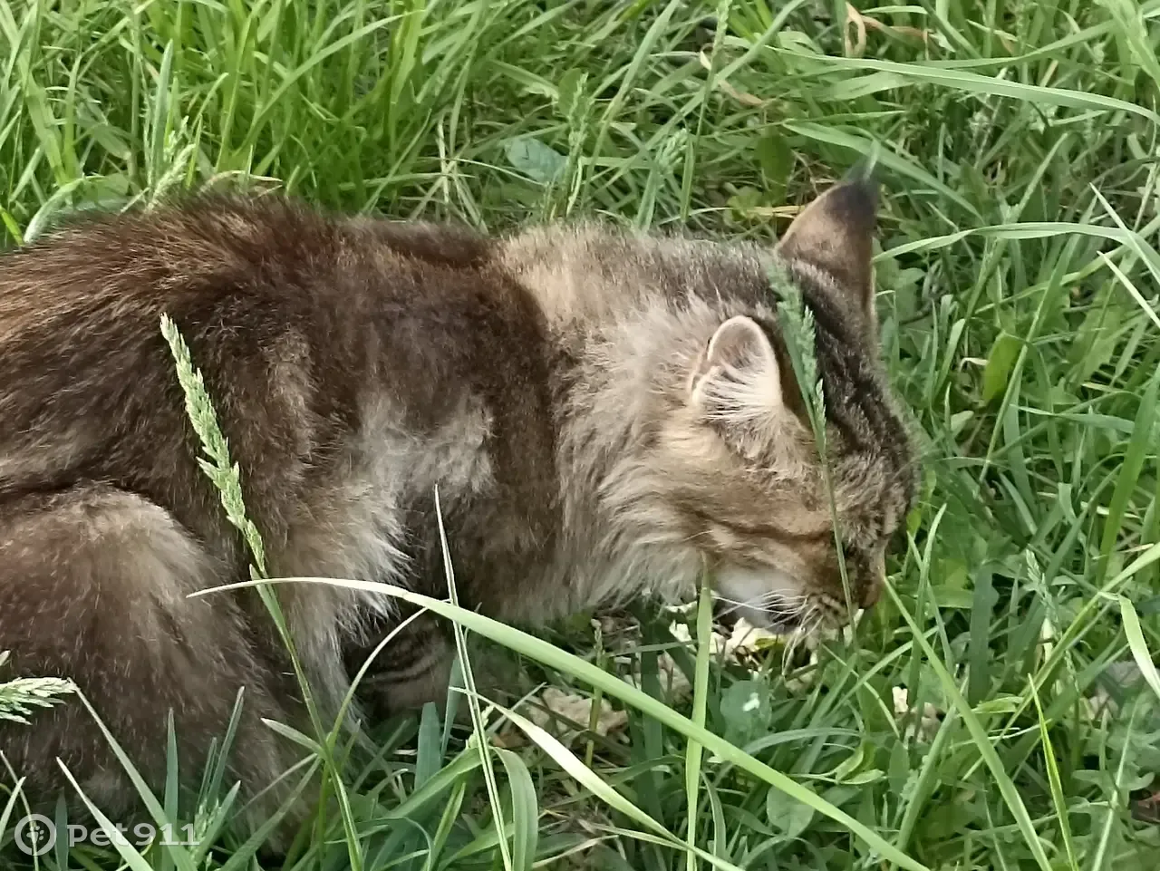 Найдена кошка породы мейн-кун на Восточной улице, Чебоксары. | Pet911.ru