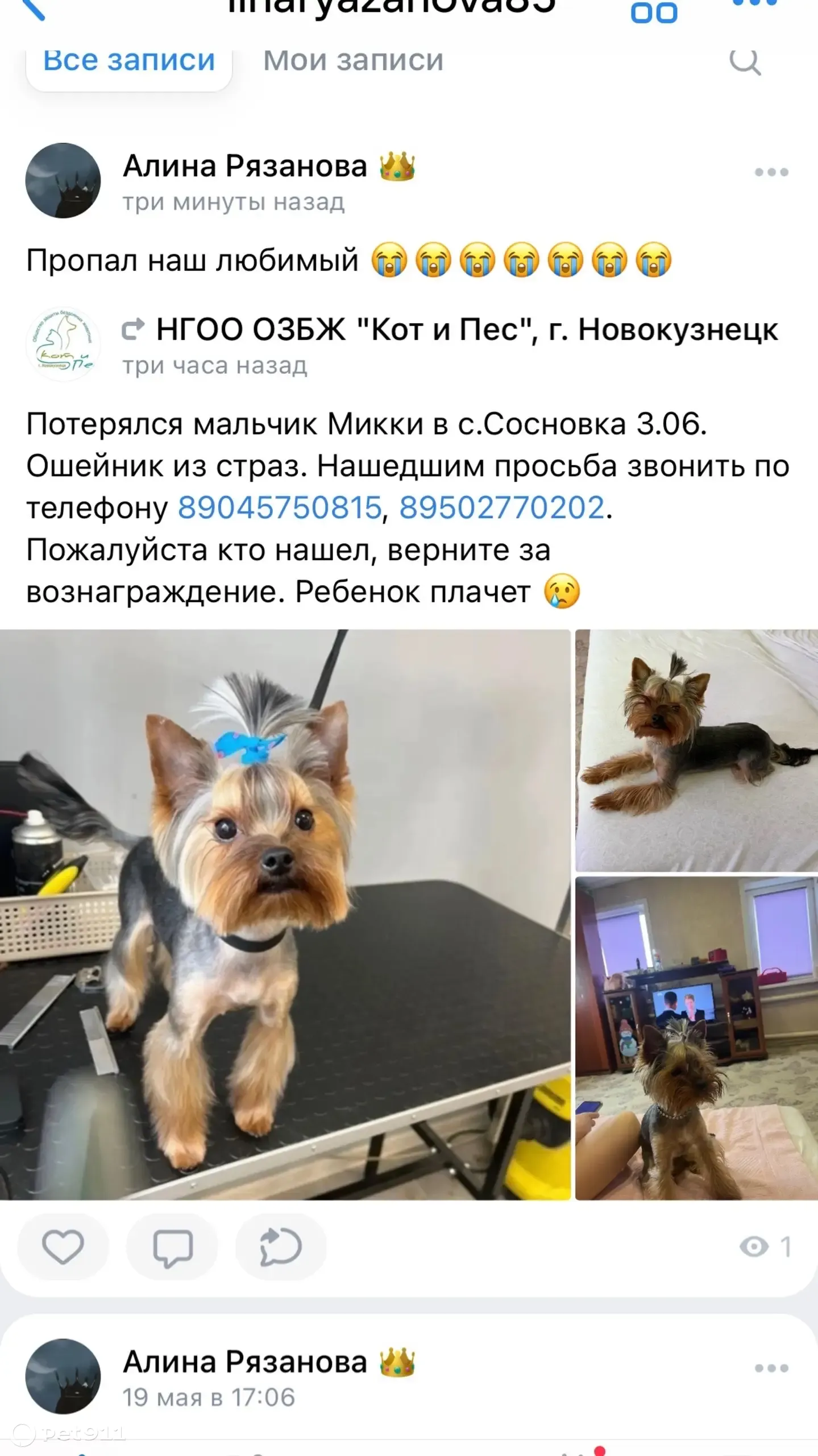 Пропала собака Микки на ул. Пролетарской 53, Сосновка | Pet911.ru