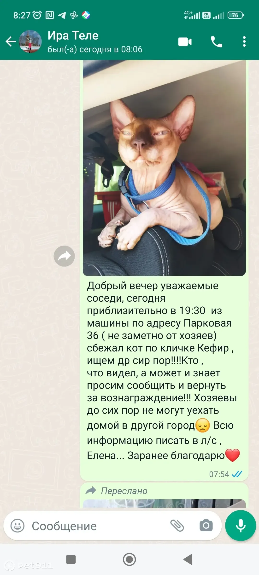 Пропала кошка Кефир на Парковой, Долгопрудный | Pet911.ru